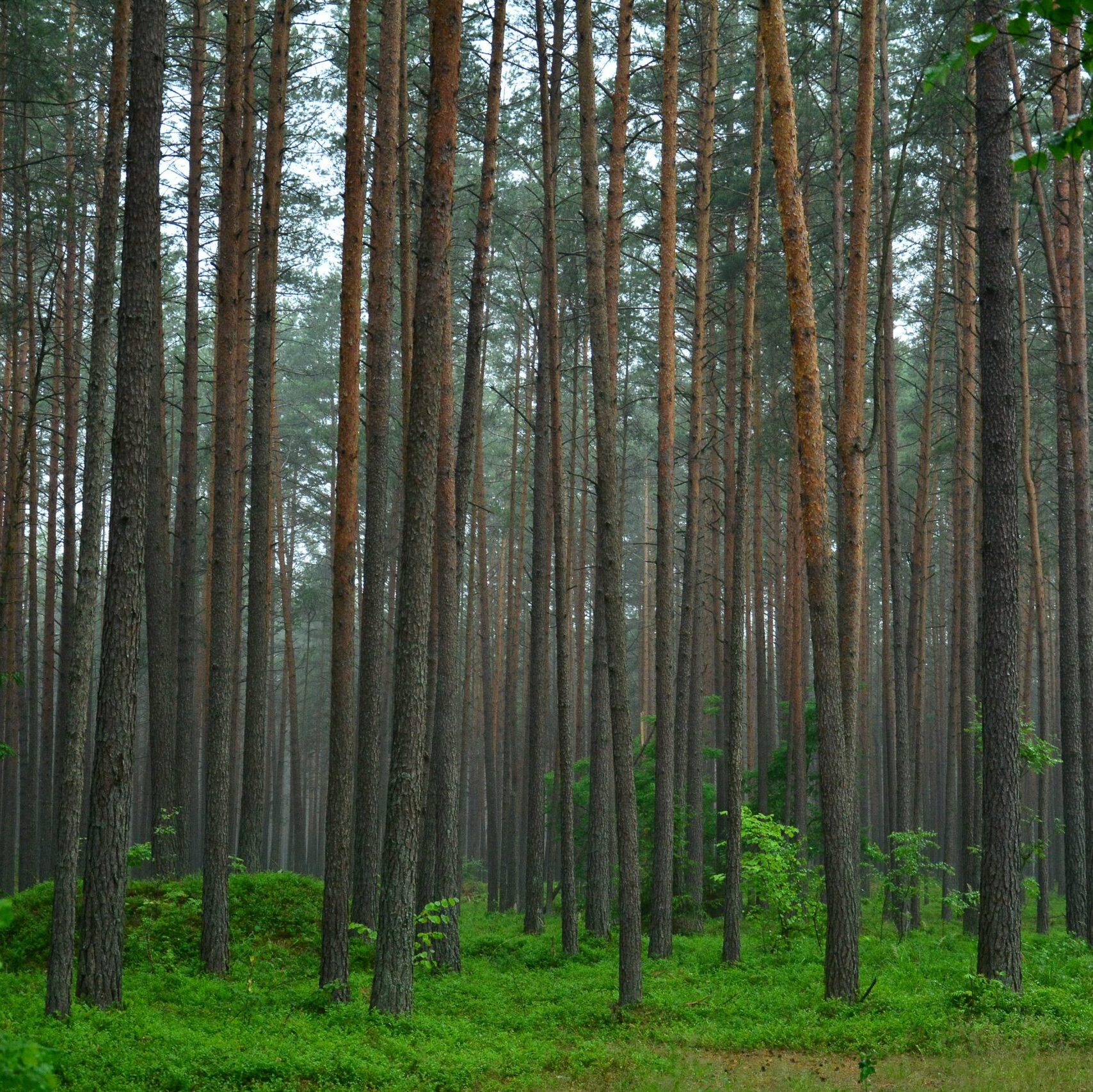 Valstybinių miškų urėdija: tvarus ir subalansuotas miškininkavimas – klimato kaitai švelninti