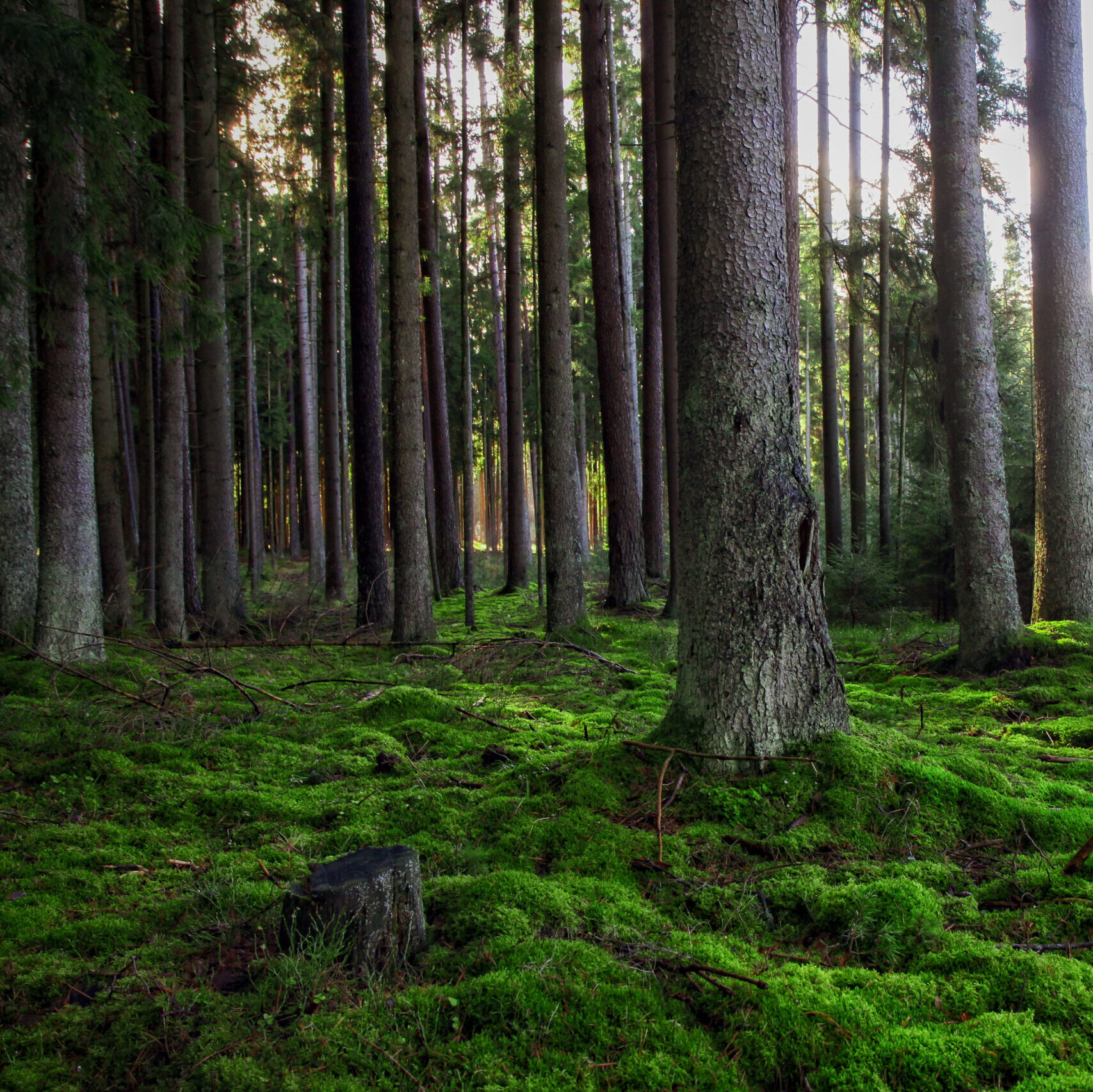 VMU skirs dar didesnį dėmesį biologiškai vertingų medžių išsaugojimui