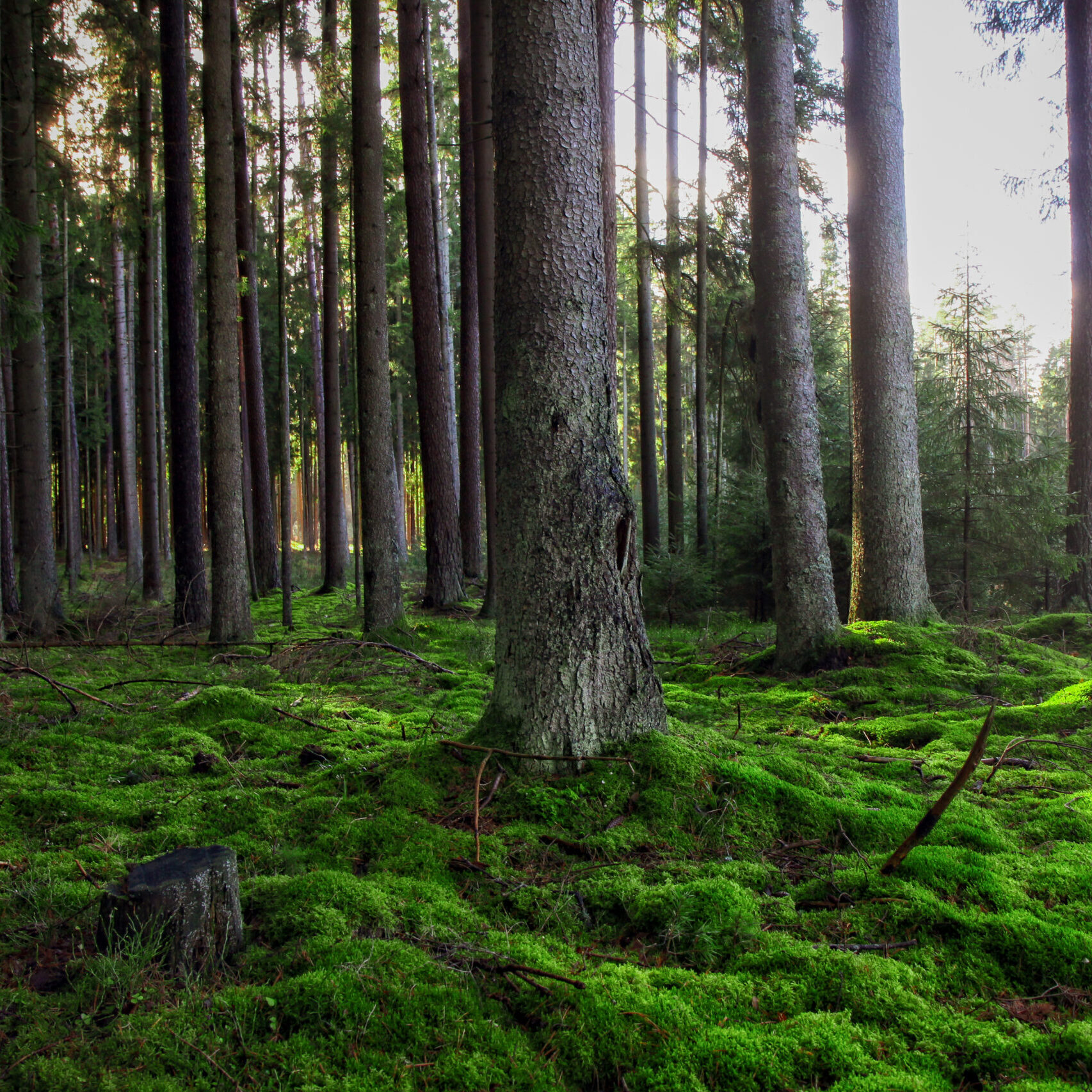 VMU vadovo komentaras apie įmonės teisinio statuso keitimą