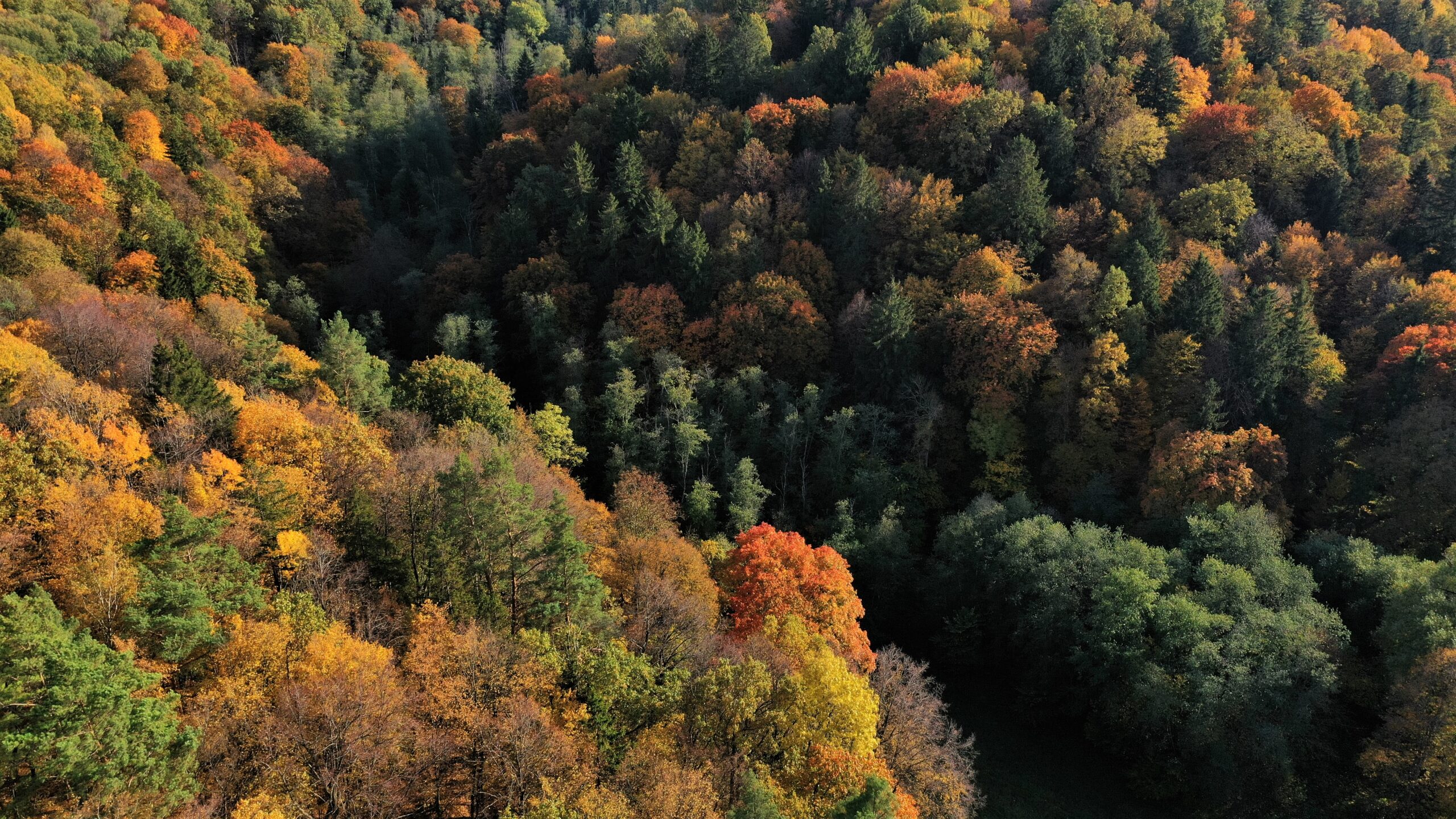 Informacinis pranešimas apie rengiamą Kazlų Rūdos regioninio padalinio vidinės miškotvarkos projektą