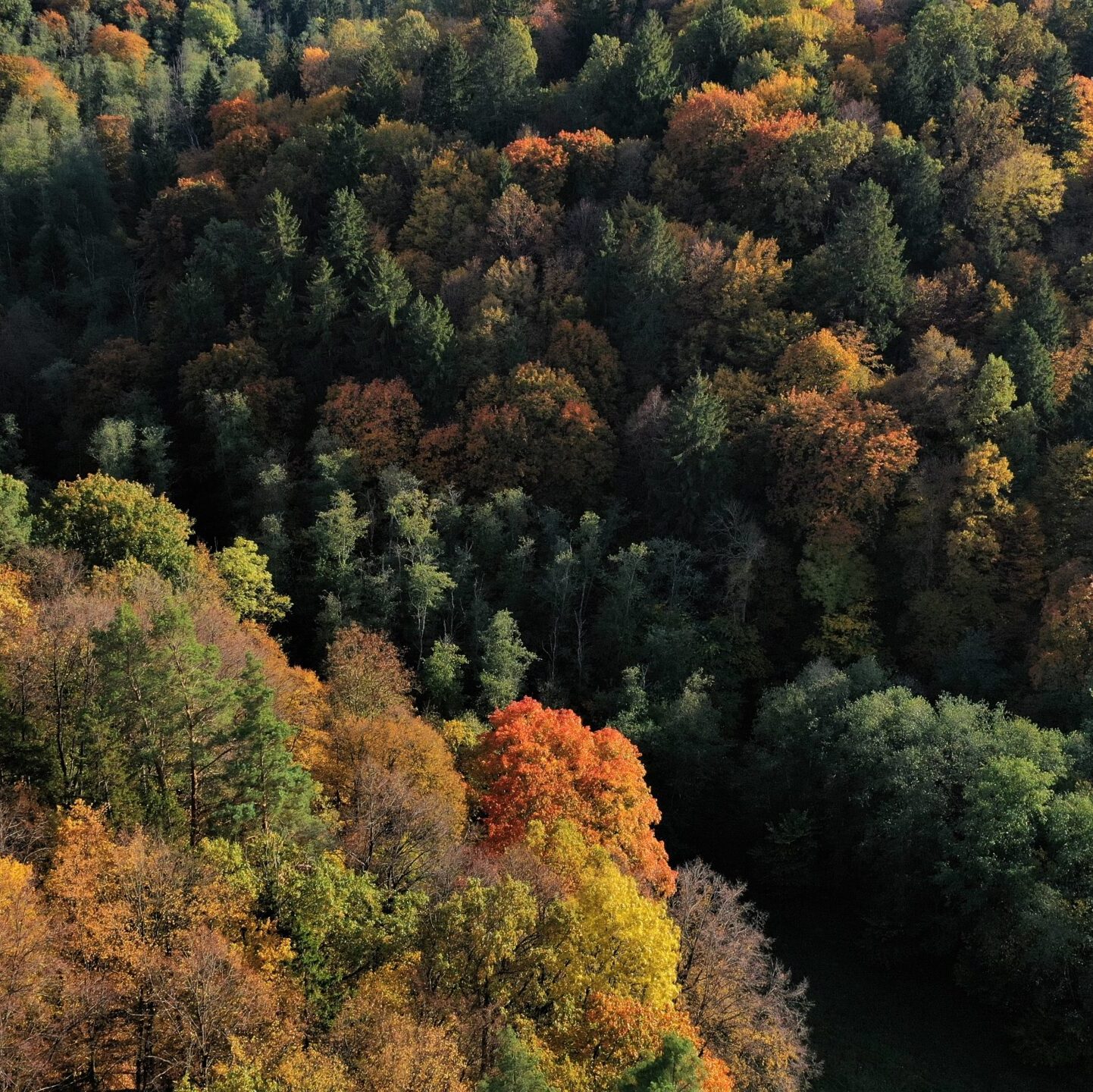 Papildome informaciją apie pastarųjų dienų įvykius, susijusius su sanitariniais kirtimais