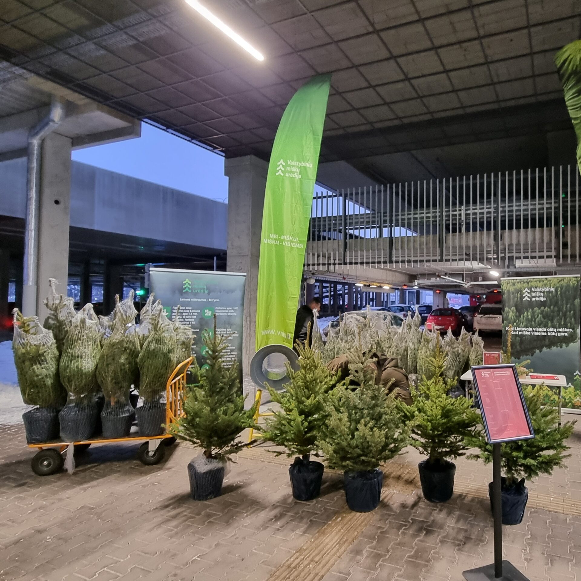 Valstybinių miškų urėdija kviečia įsigyti kalėdinių medelių