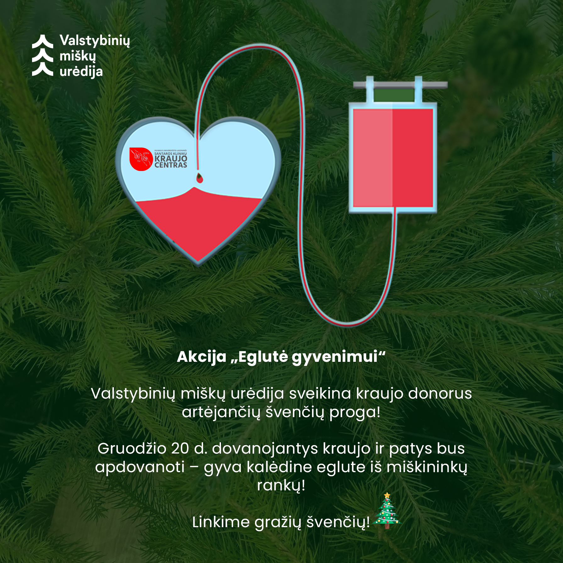 Už gerą darbą – mišku kvepianti dovana: kraują aukojantiems žmonėms miškininkai dovanos kalėdines eglutes