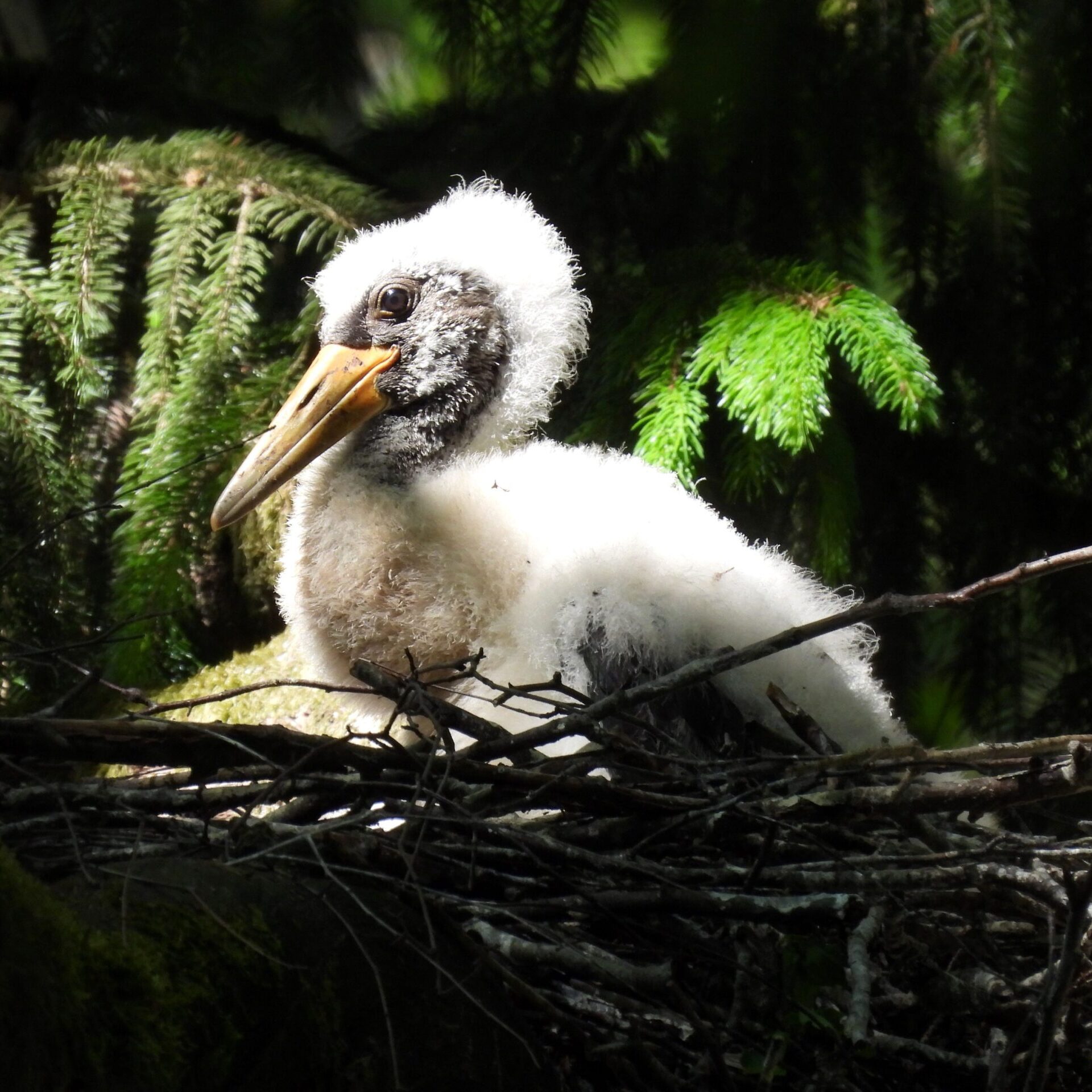 VMU specialistai nustatė 50 naujų saugomų paukščių lizdaviečių