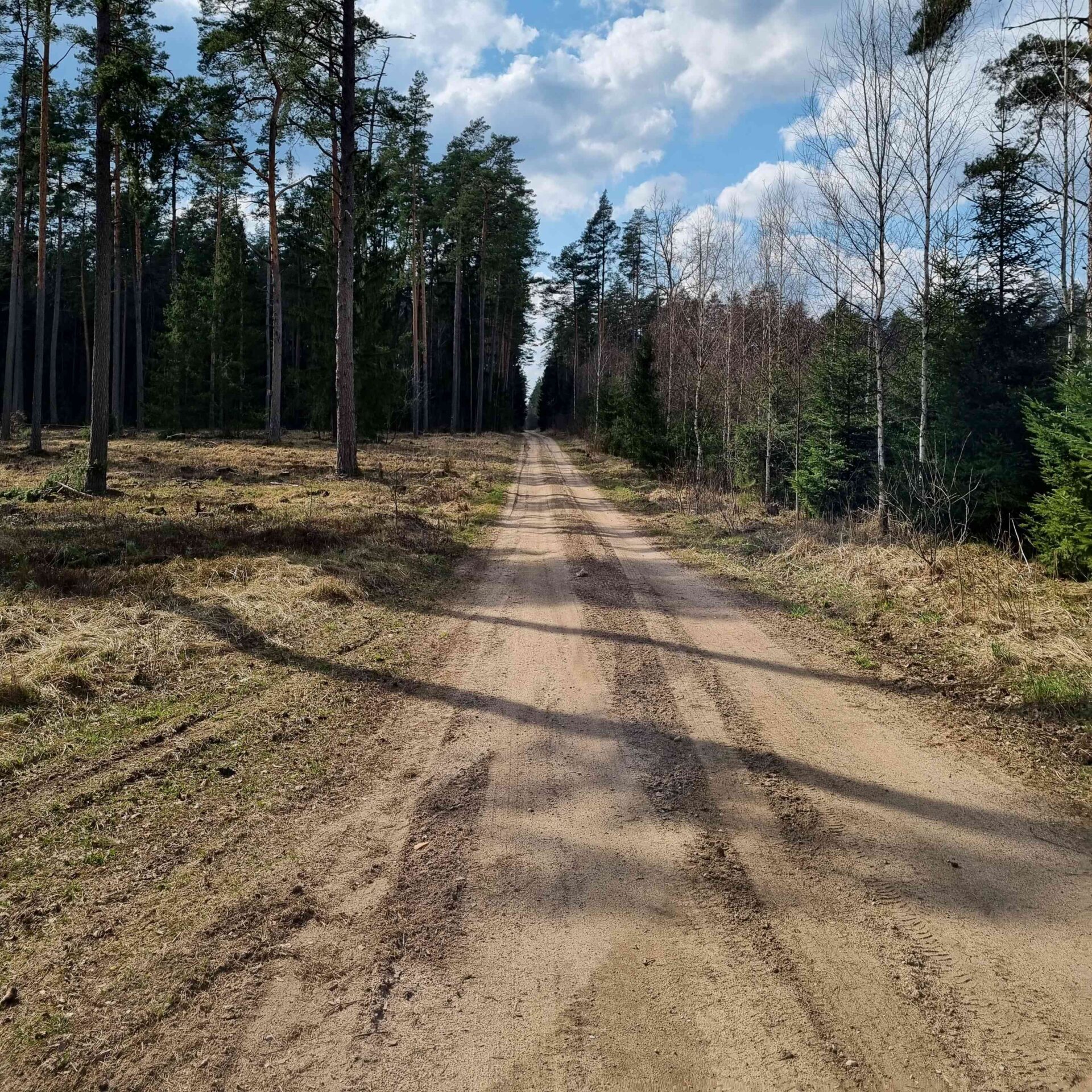 VMU šiais metais atnaujino 1152 km miško kelių