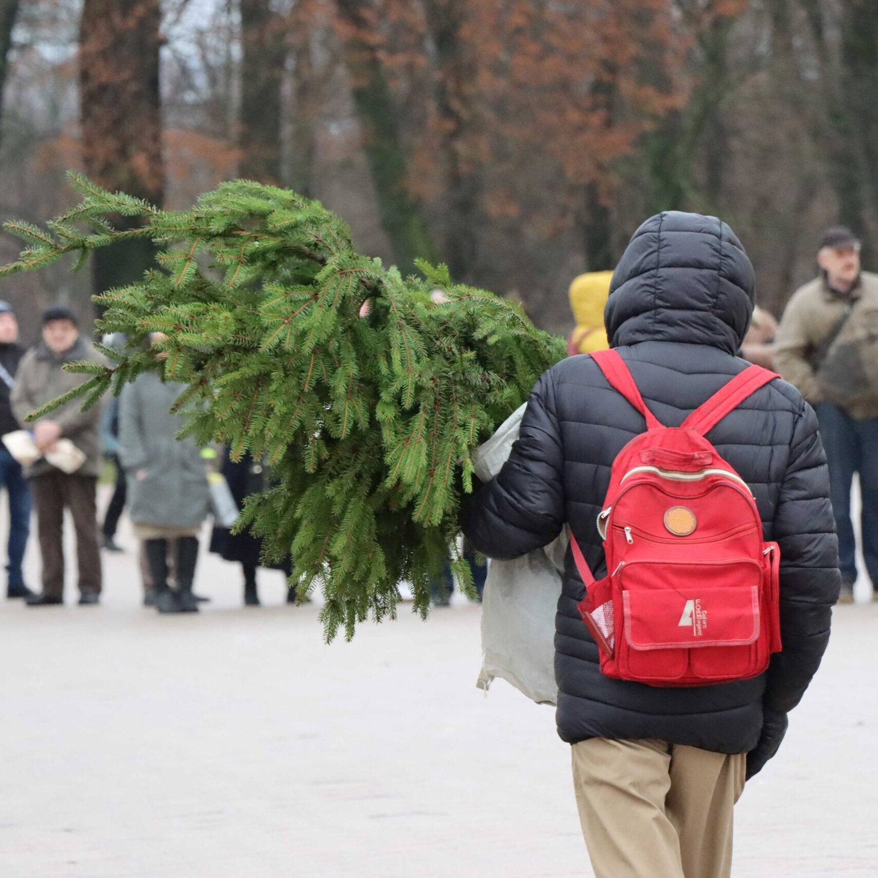 Tūkstančiai miškininkų padovanotų eglišakių papuošė Lietuvos gyventojų namus