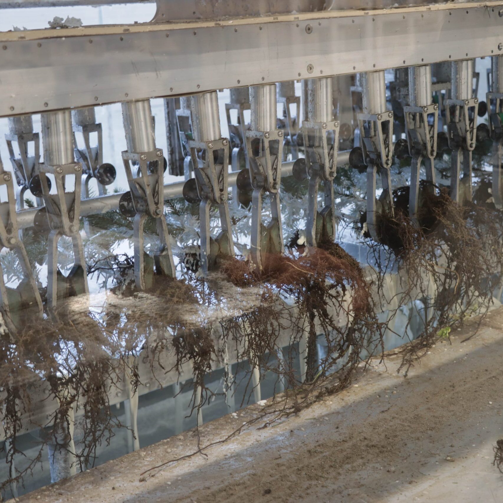 Medelynas žiemą „nemiega“ – modernūs sprendimai padeda išauginti atsparesnius sodmenis