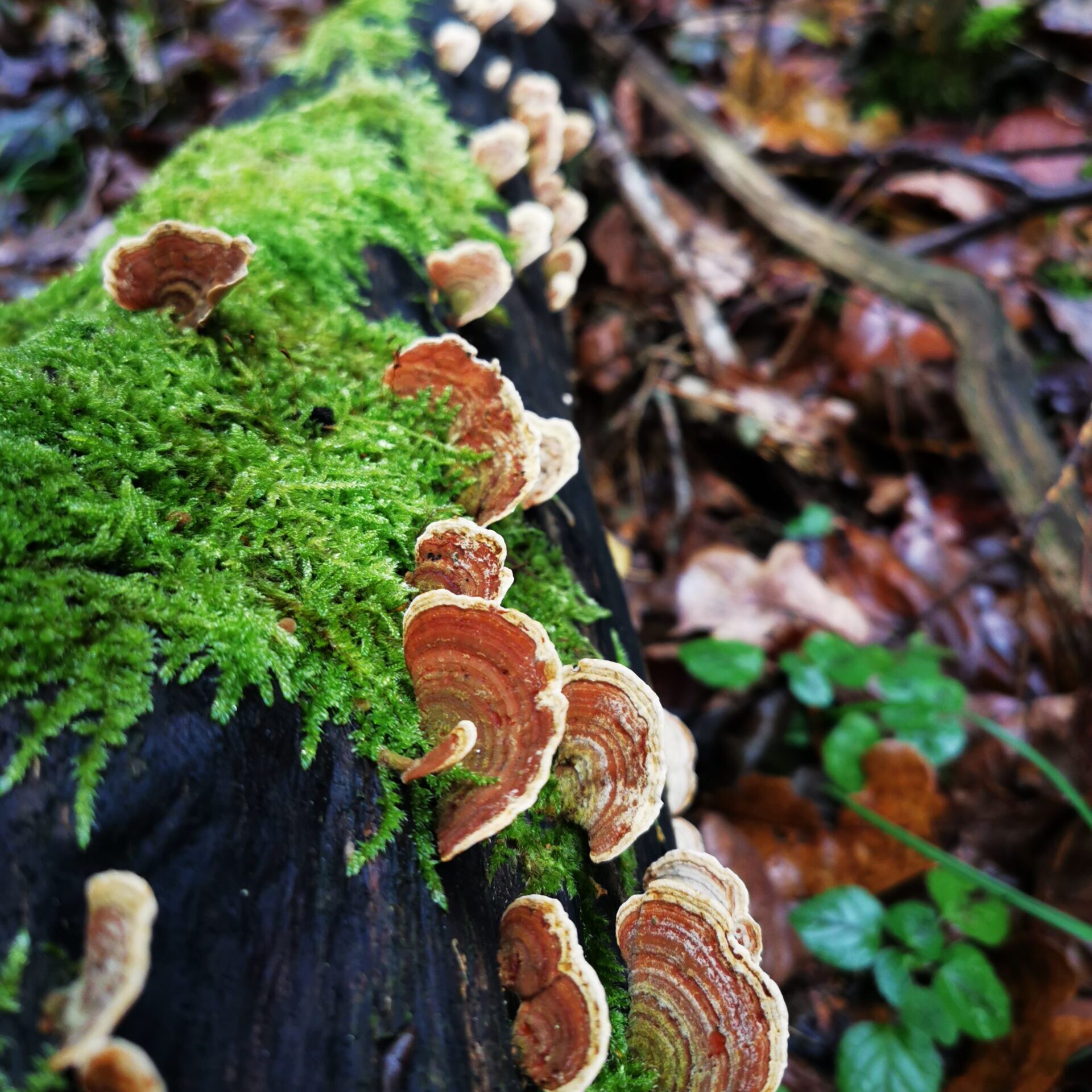 Valstybinių miškų urėdijos ir Valstybinės saugomų teritorijų tarnybos sutartys – didesnei „Natura 2000“ teritorijų buveinių apsaugai