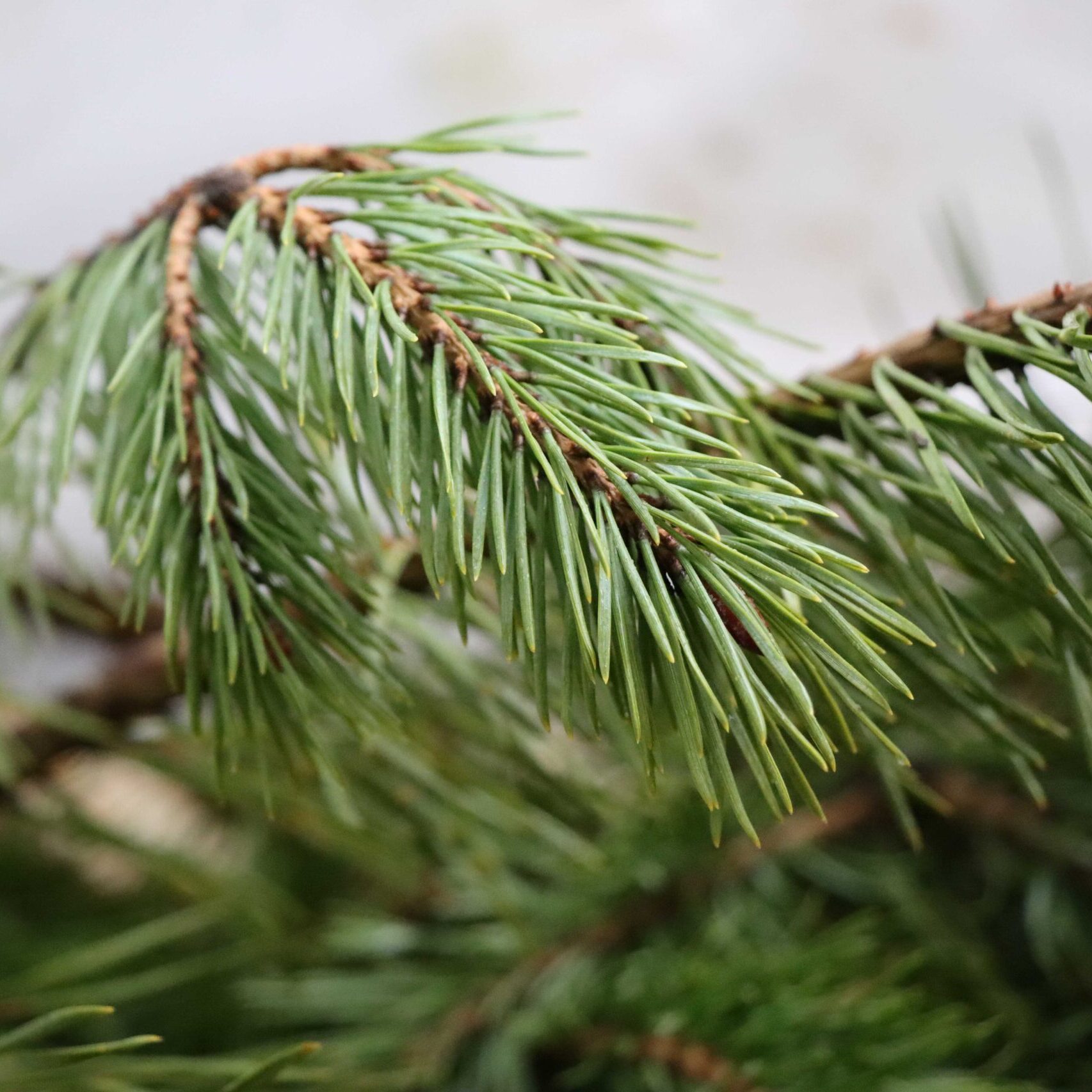 Miškininkų patarimai: kaip praėjus šventėms elgtis su kalėdiniais medeliais?