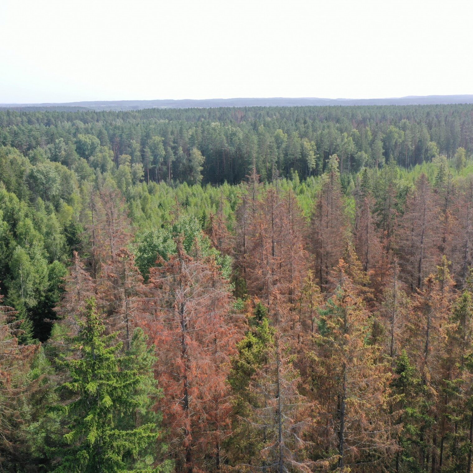 Atšaukta stichinė nelaimė 7 savivaldybėse esančiuose miškuose