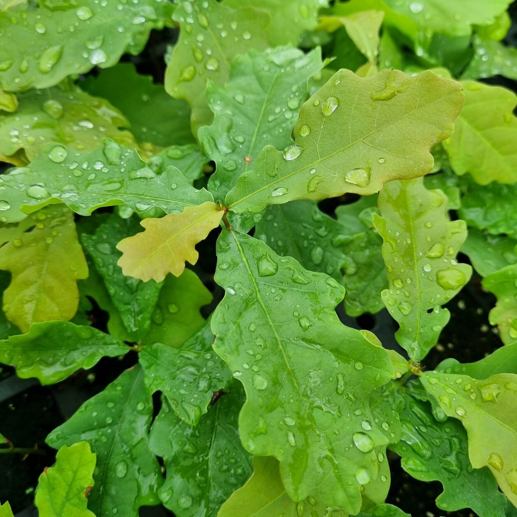 Valstybinių miškų urėdija miško sodinimui pataria ruoštis iš anksto – kviečia įsigyti kokybiškų sodmenų