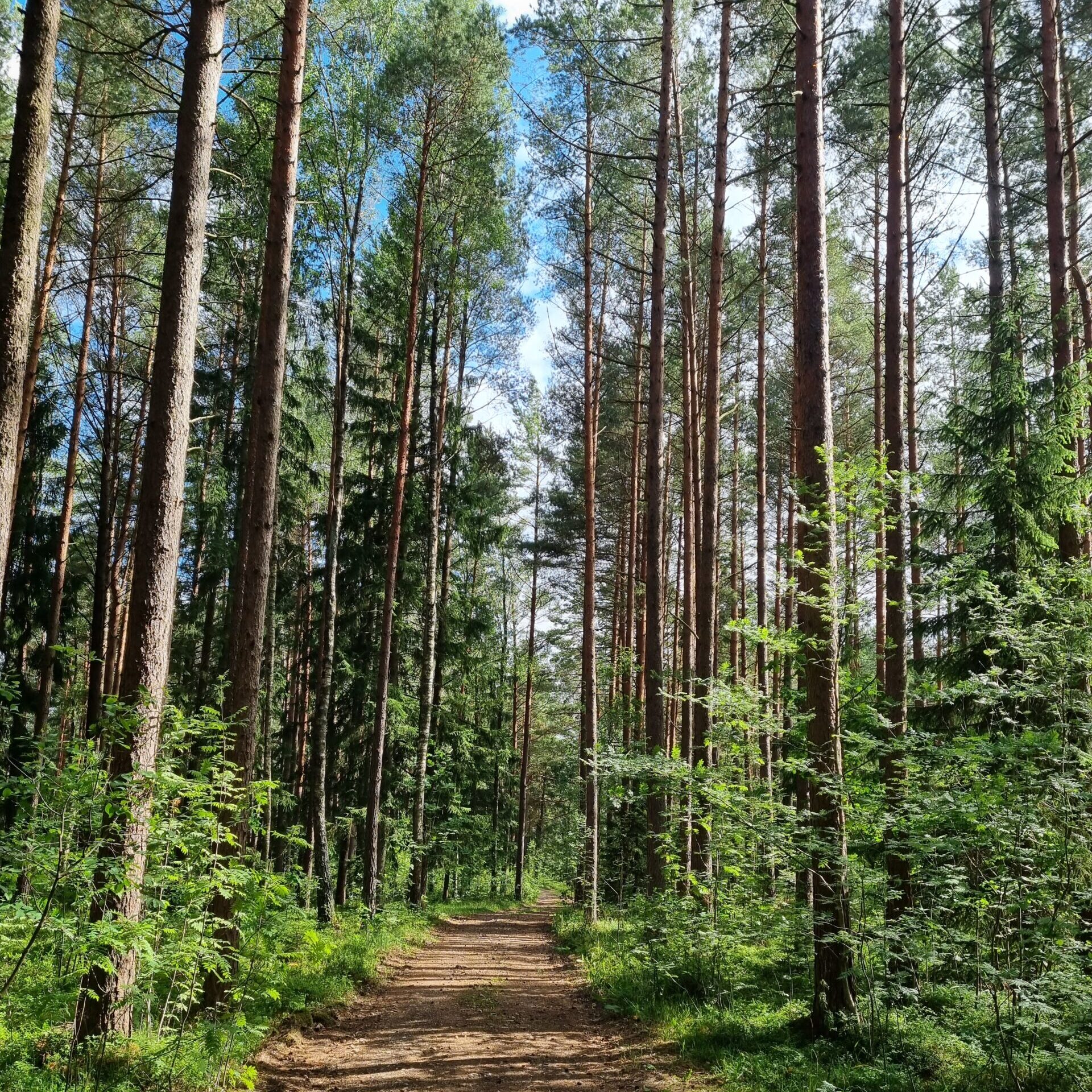 Keliautojo Aurimo Valujavičiaus pažintis su jaunu girininku: meilė gamtai, iššūkiai ir duoklė ateities kartoms