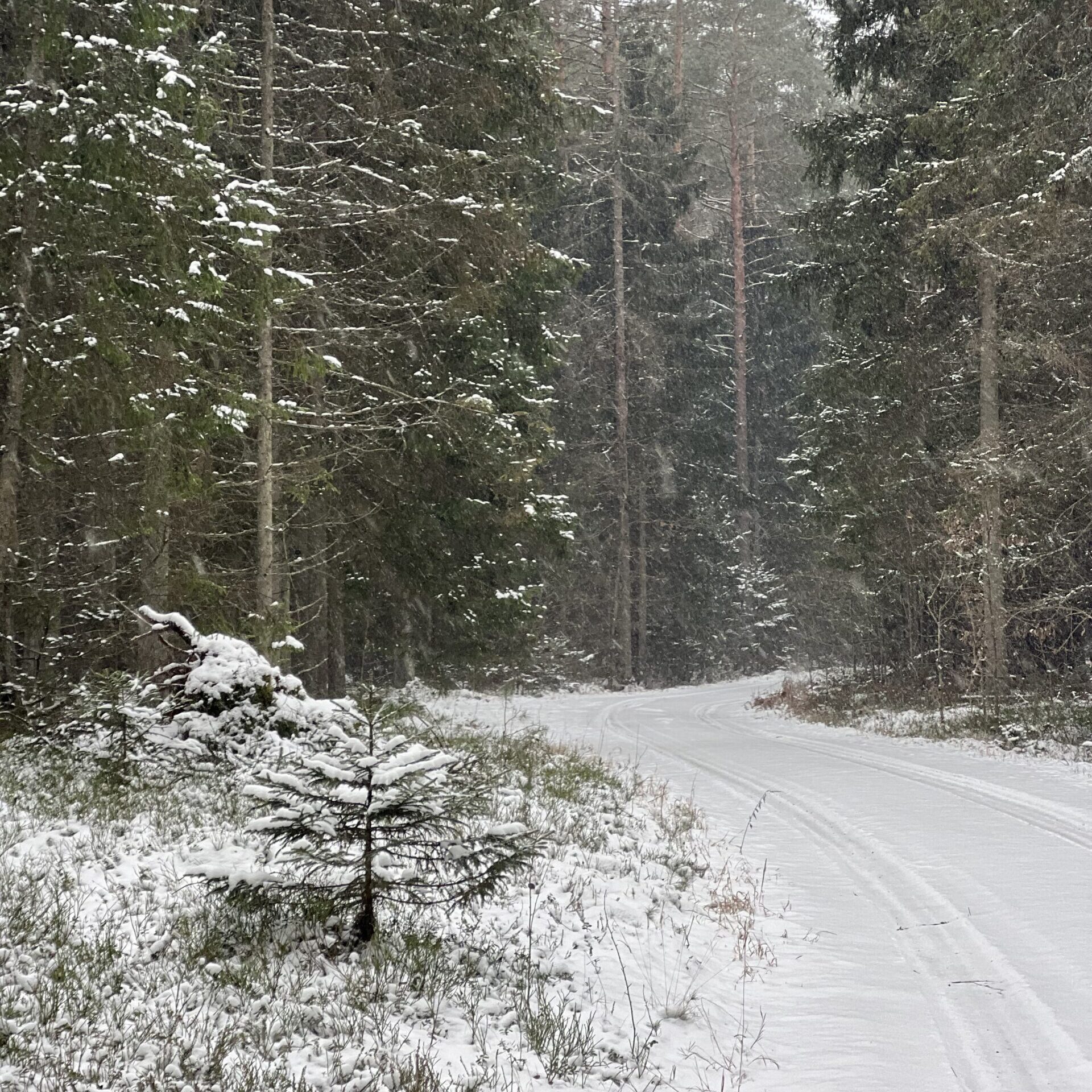 Mokslininkas A. Gedminas: miško kirtimas nėra jo naikinimas