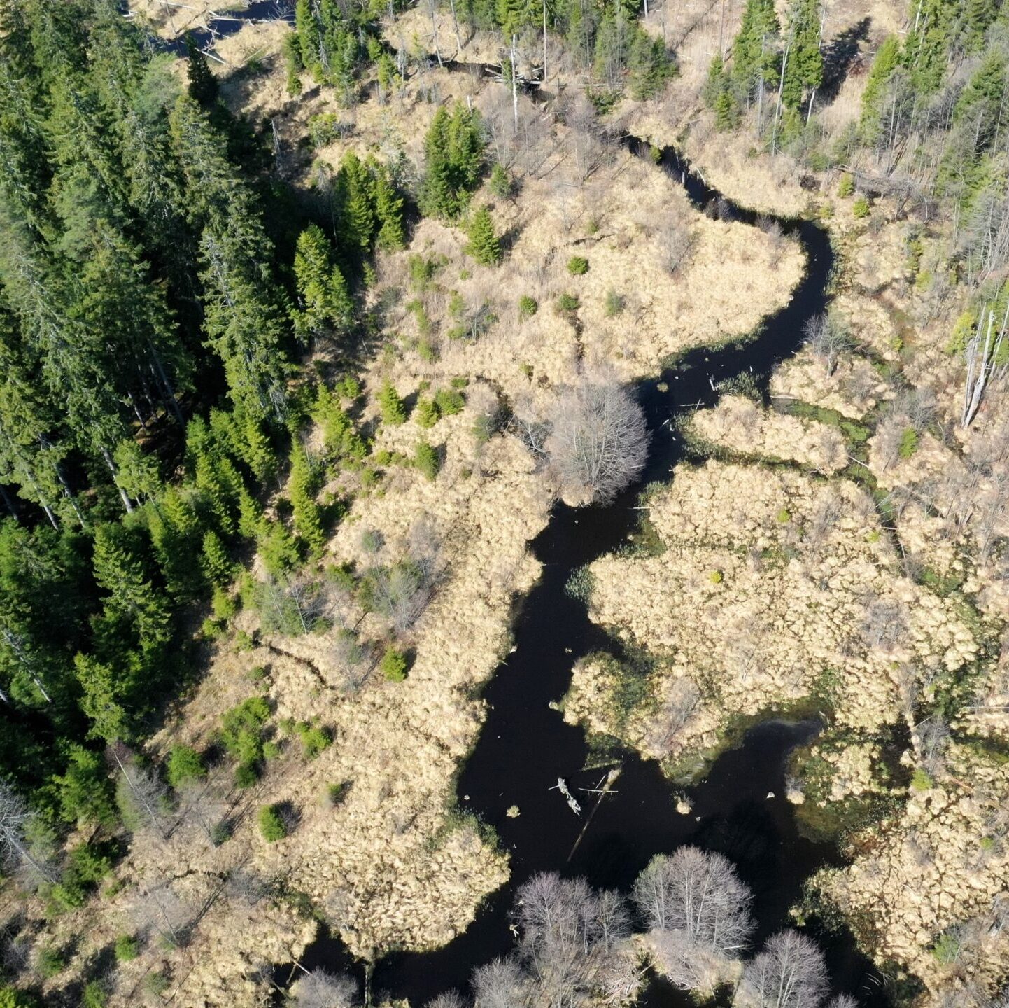 VMU laimėjo beveik 4 mln. Eur vertės projektą miškų ir pelkių būklės puoselėjimui