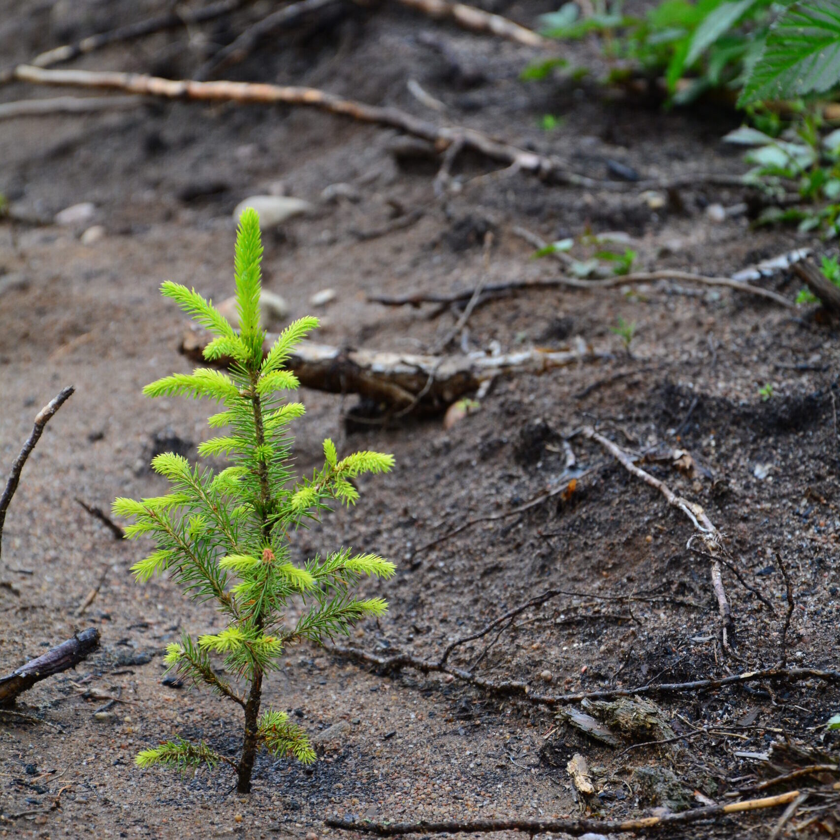 Ar išnyks lietuvių taip mėgstama eglė?