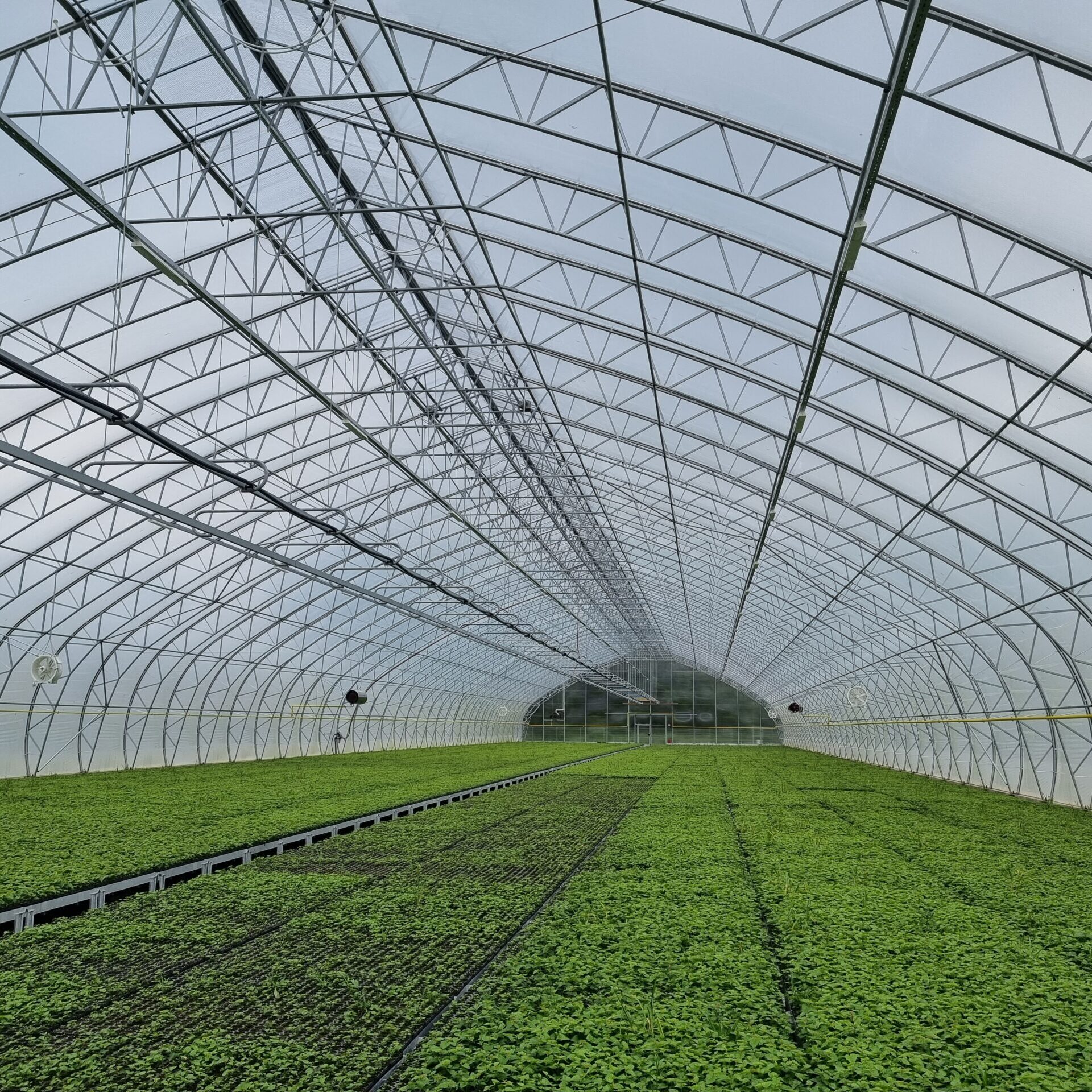 VMU medelynų optimizavimas: efektyvesnė veikla ir aukštos kokybės sodmenų garantas