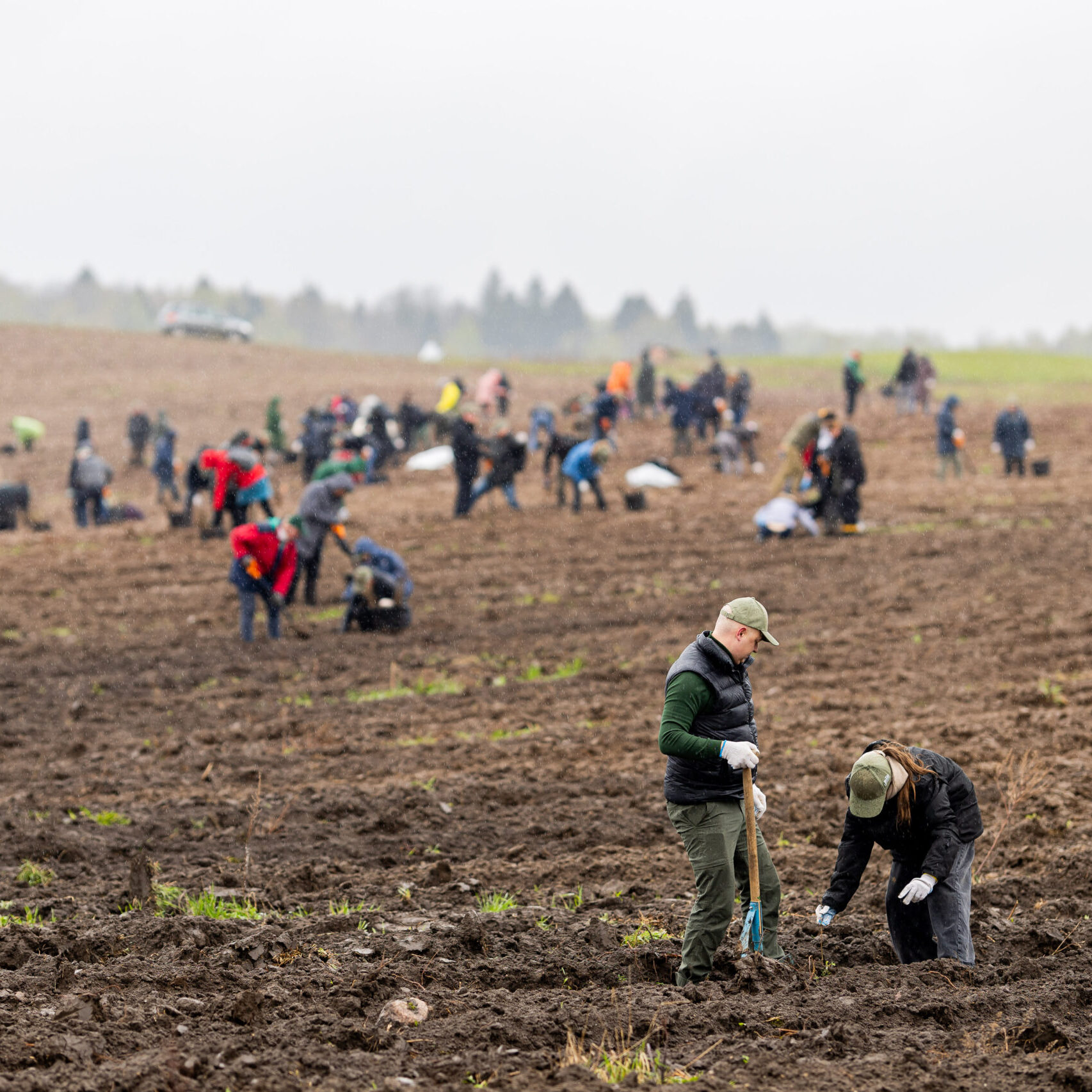 Rekordinį dalyvių skaičių pritraukęs Nacionalinis miškasodis „Kad giria žaliuotų“ – šalyje pasodinta daugiau nei 100 girių