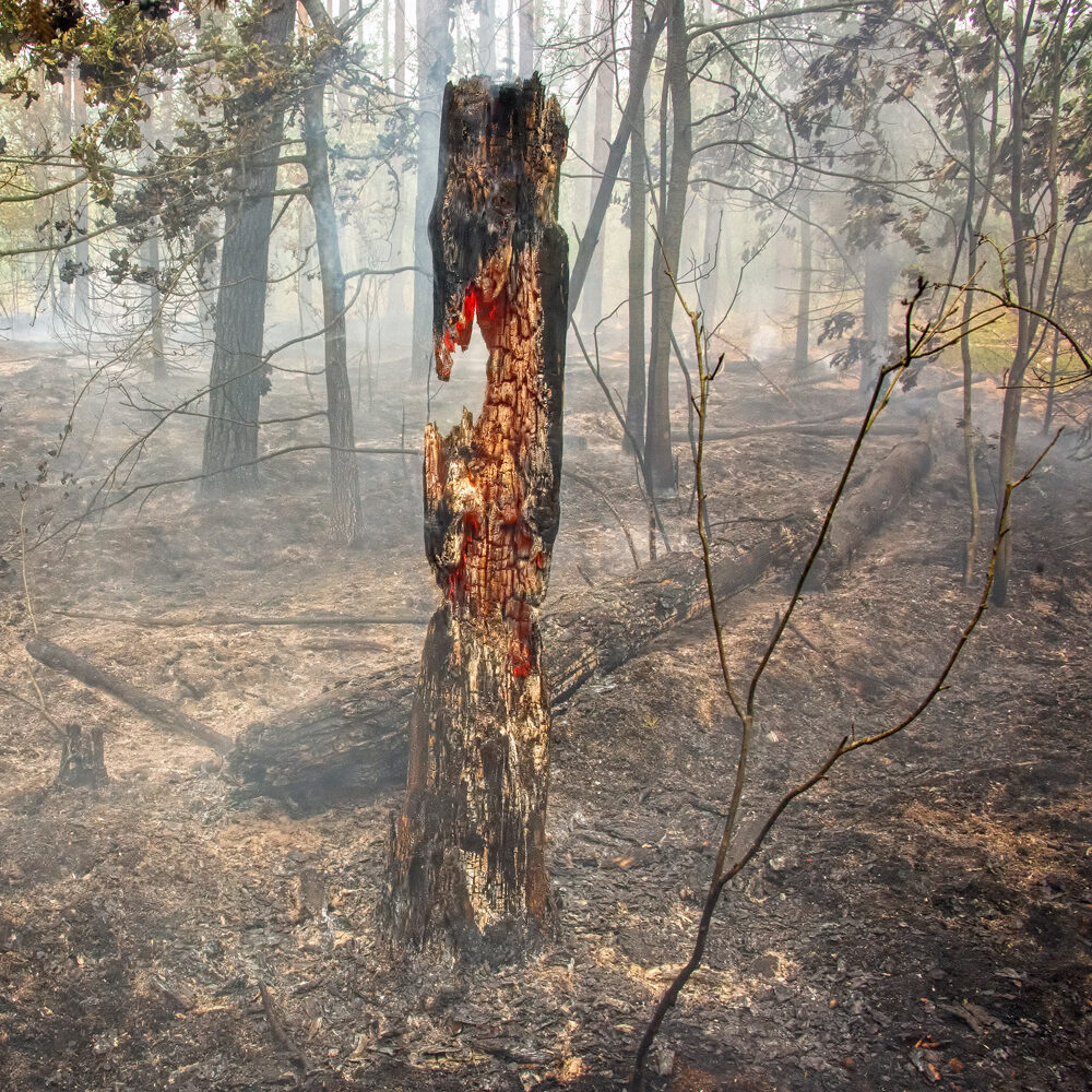 Dalyje šalies pasiekta aukščiausia gaisringumo klasė: miškininkai prašo gamtoje elgtis atsakingai bei pristato gaisrų kilimo rizikų Lietuvos miškuose žemėlapį