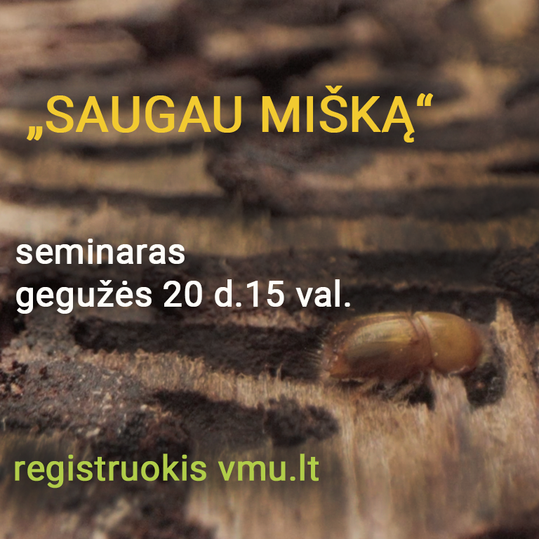 Miškininkai telkia visuomenę bendrai kovai su pavojingu medžių liemenų kenkėju – iniciatyva „Saugau mišką“ kviečia fiksuoti kenkėjų pažeidimus miškuose