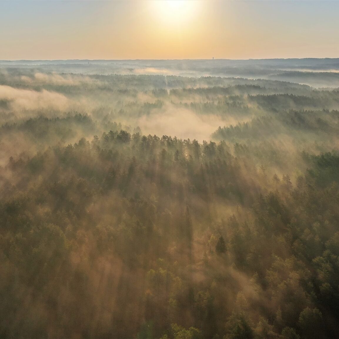 Valdas Kaubrė: after changing the legal status of SFE, the forests will remain the property of the state