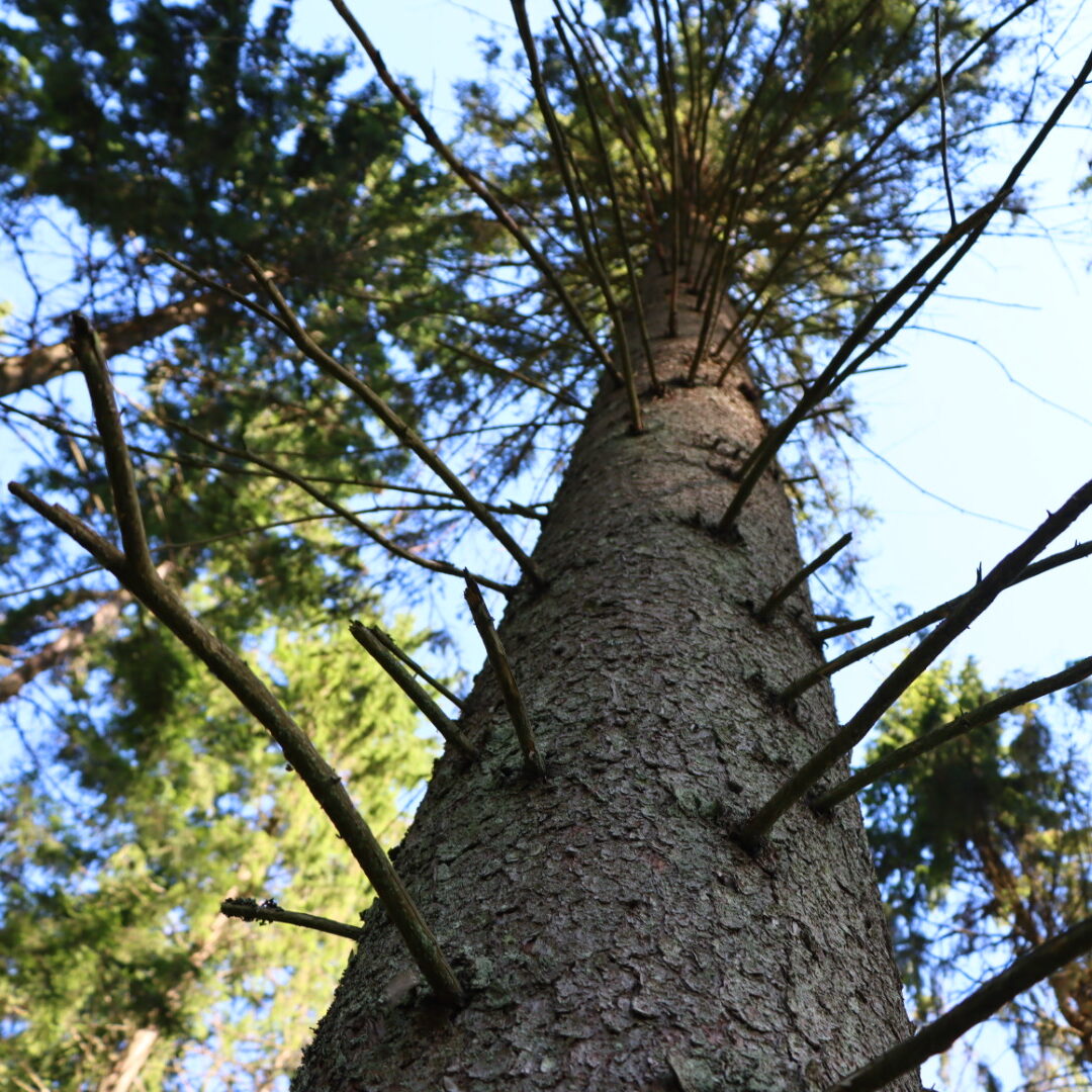 Stichinė nelaimė dėl žievėgraužio tipografo skelbiama ir Šalčininkų rajono savivaldybėje