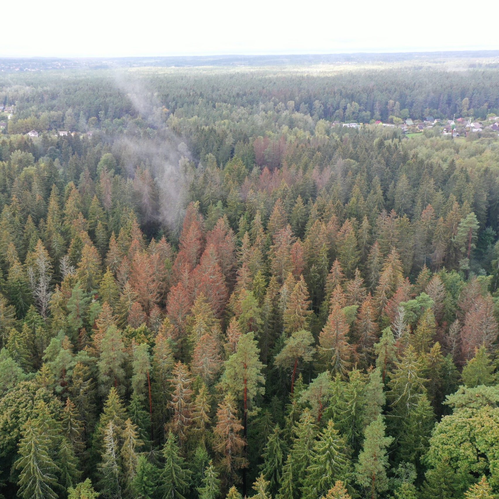 Kazlų Rūdos ir Vilniaus rajono savivaldybėse skelbiama stichinė nelaimė dėl žievėgraužio tipografo užpultų eglynų