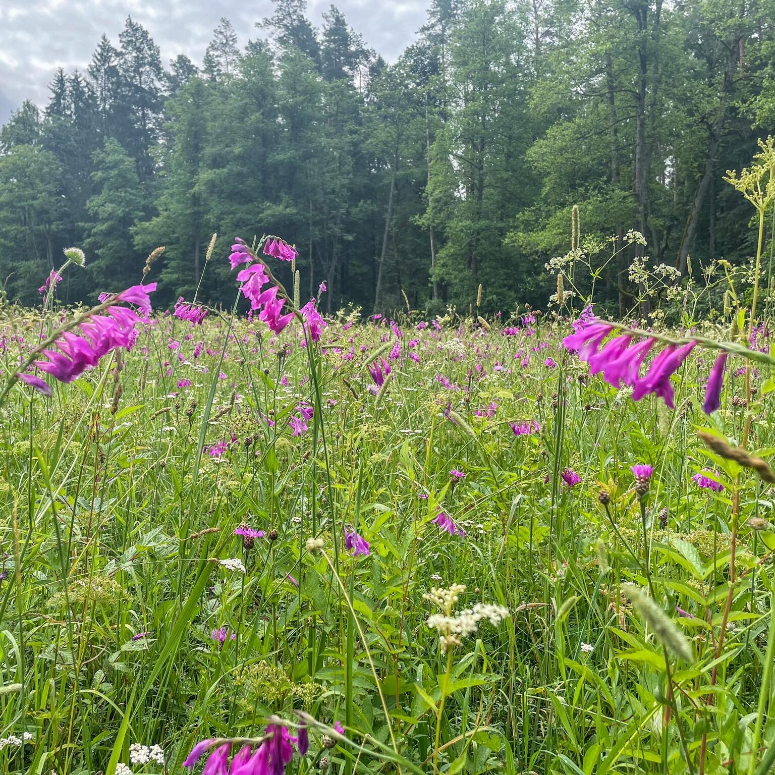 Paparčio žiedo beieškant: ką svarbu žinoti žoliaujant miške?