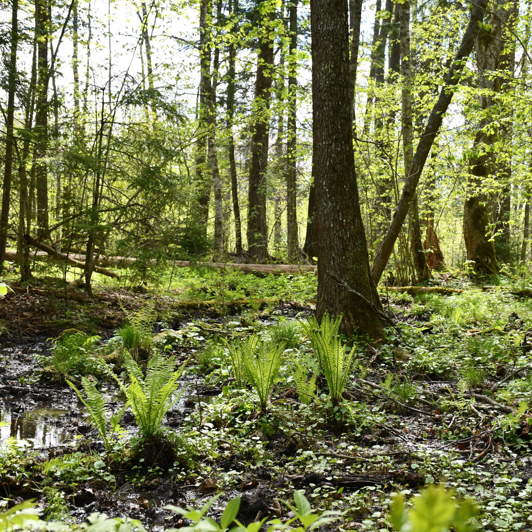 VMU: ypatingas dėmesys miškininkavimui saugomose vietose ir žievėgraužio židiniuose