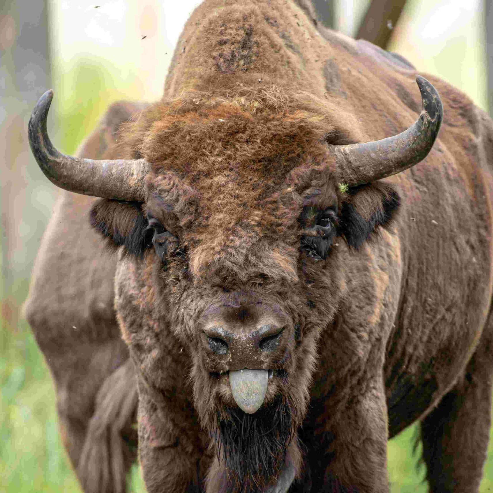 Miškininkai rekomenduoja aplankyti Aukštaitiją: senųjų girių didybė ir išskirtiniai atradimai gamtoje