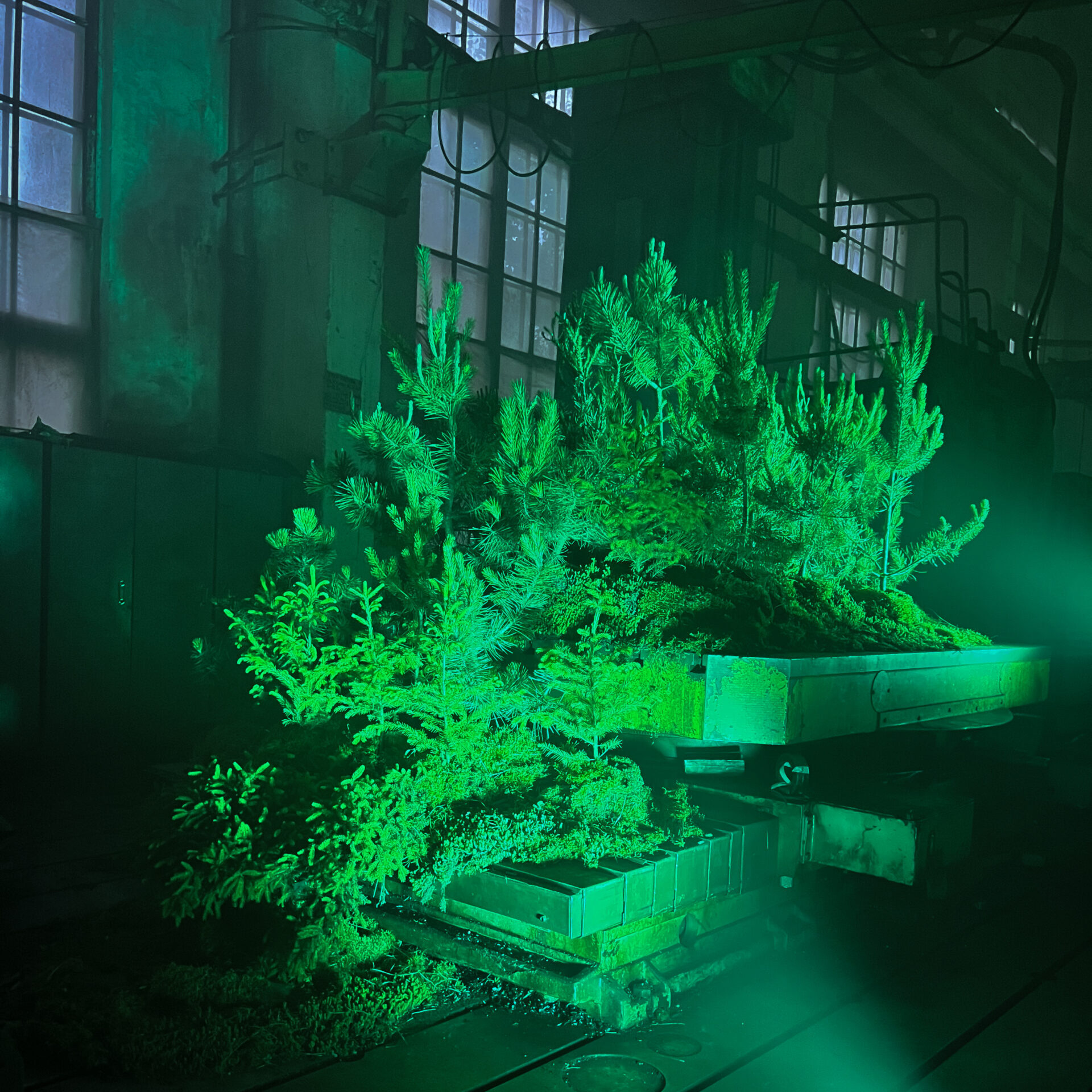 VMU Raudondvario medelyno dekoratyvinių medelių instaliacija šiuolaikinio miesto festivalyje AUDRA