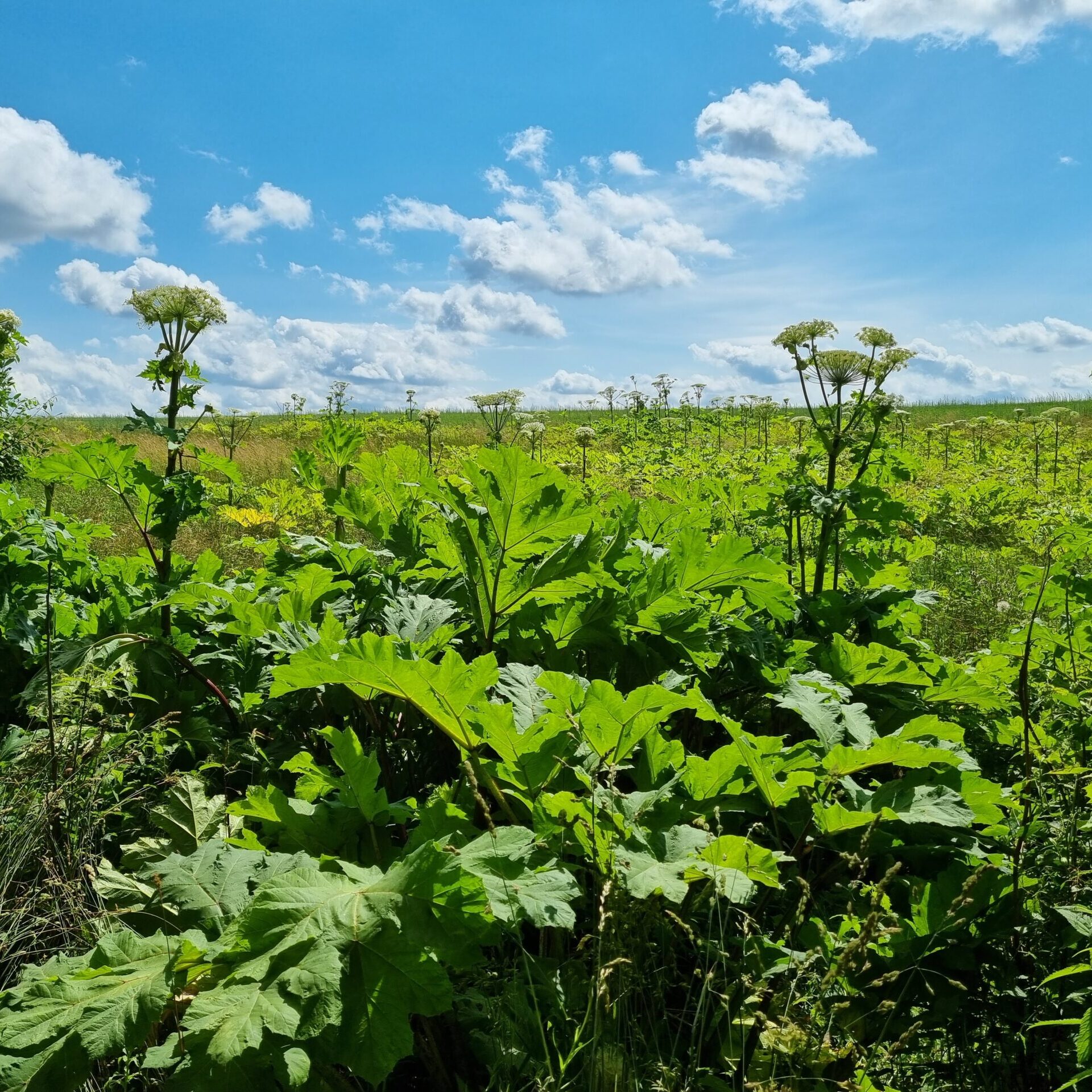 Pavojingiems invaziniams augalams miške nėra vietos: miškininkai naikina Sosnovskio barščius