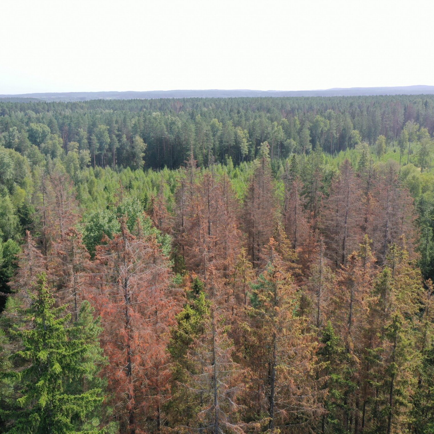 Stichinė nelaimė dėl žievėgraužio tipografo skelbiama ir Trakų rajono savivaldybėje