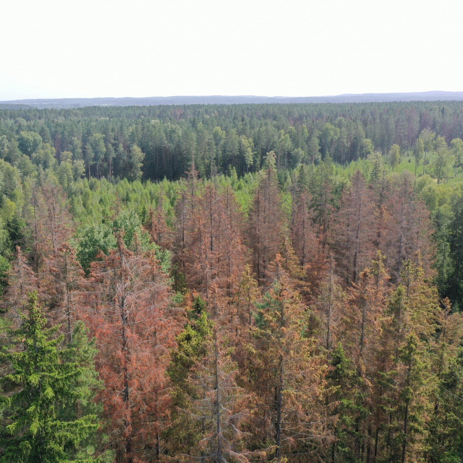 Stichinė nelaimė dėl žievėgraužio tipografo skelbiama ir Rokiškio rajono savivaldybėje