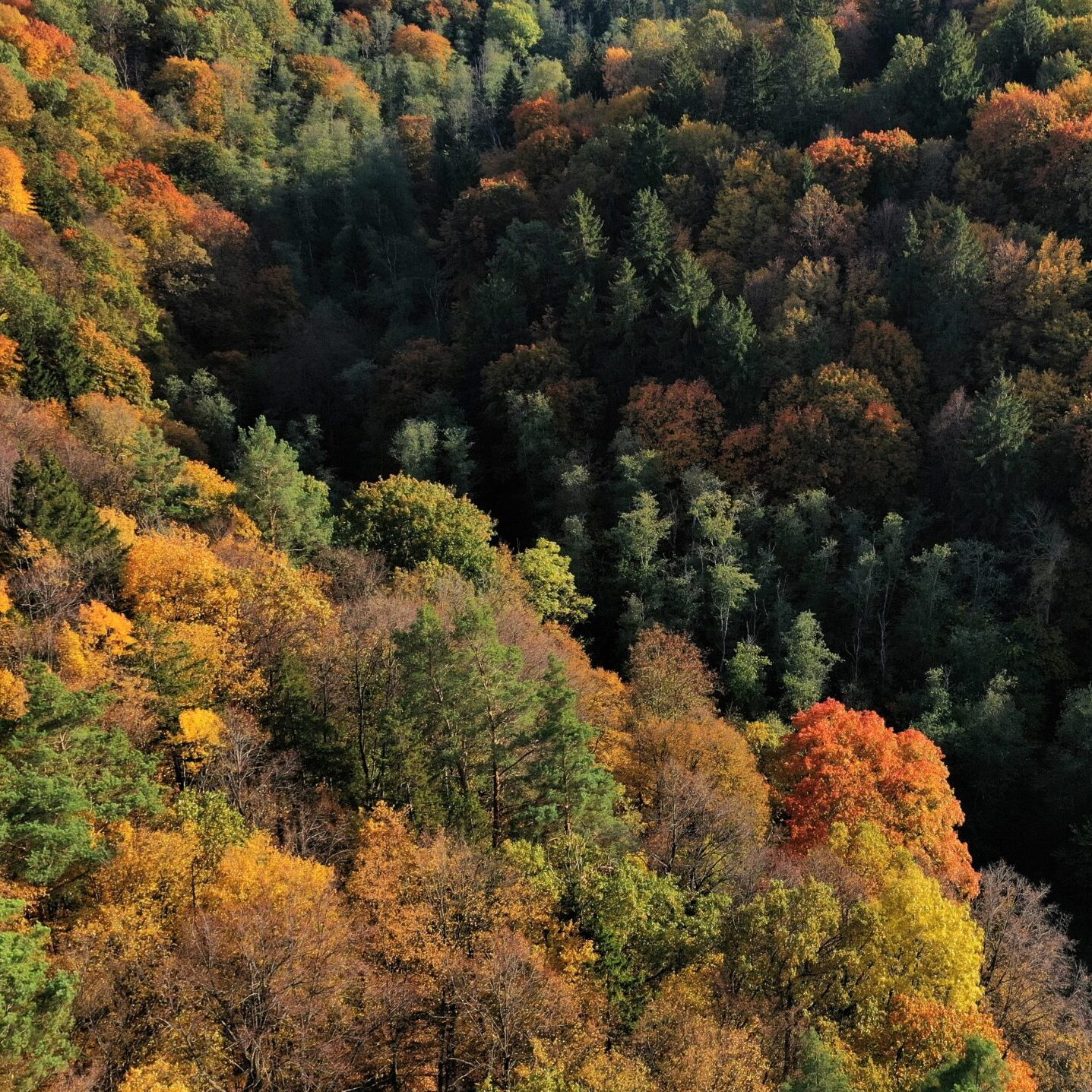 Skelbiama kandidato atranka į VMU valdybos nario poziciją