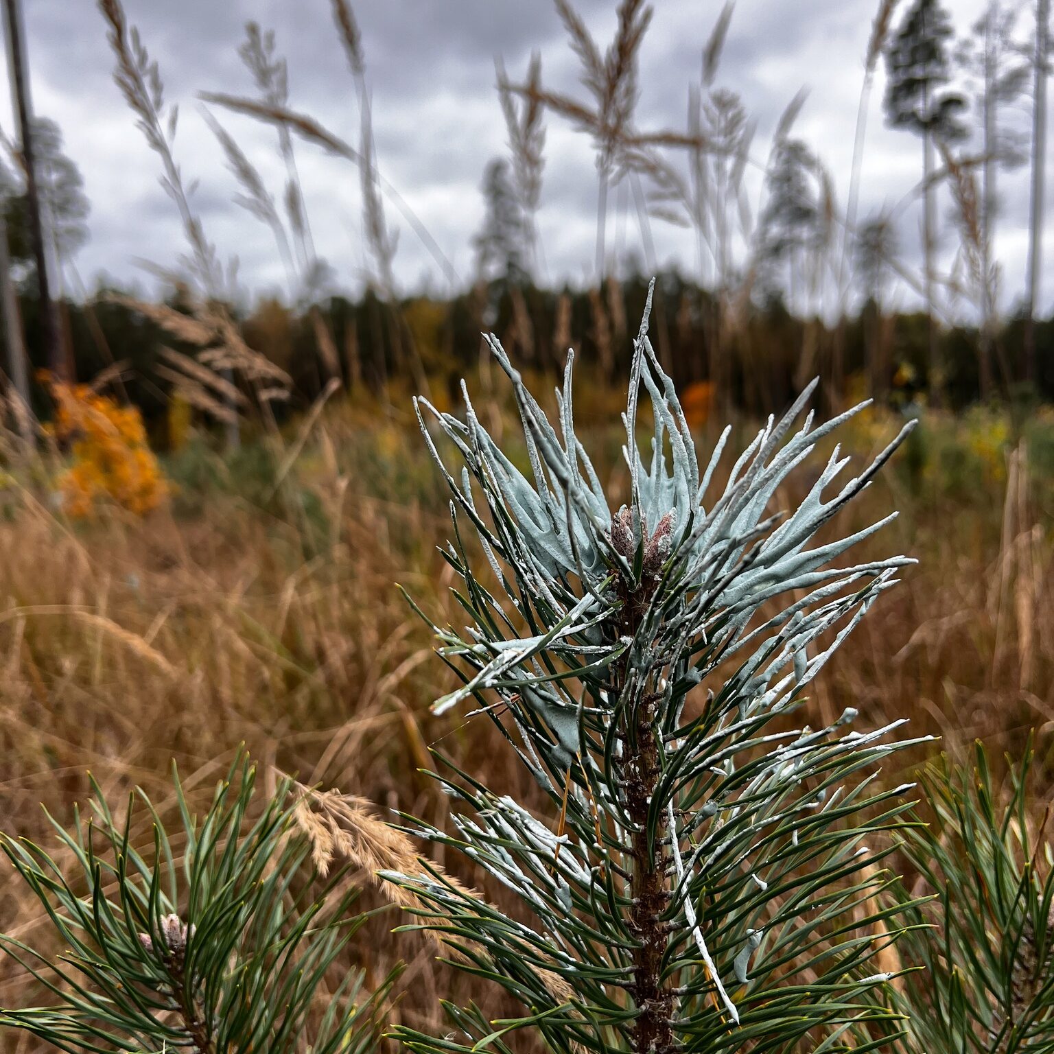 Miškininkus ir medžiotojus vienijančios akcijos „Medžiotojas ir medelis“ metu apsaugota apie 400 tūkst. medelių