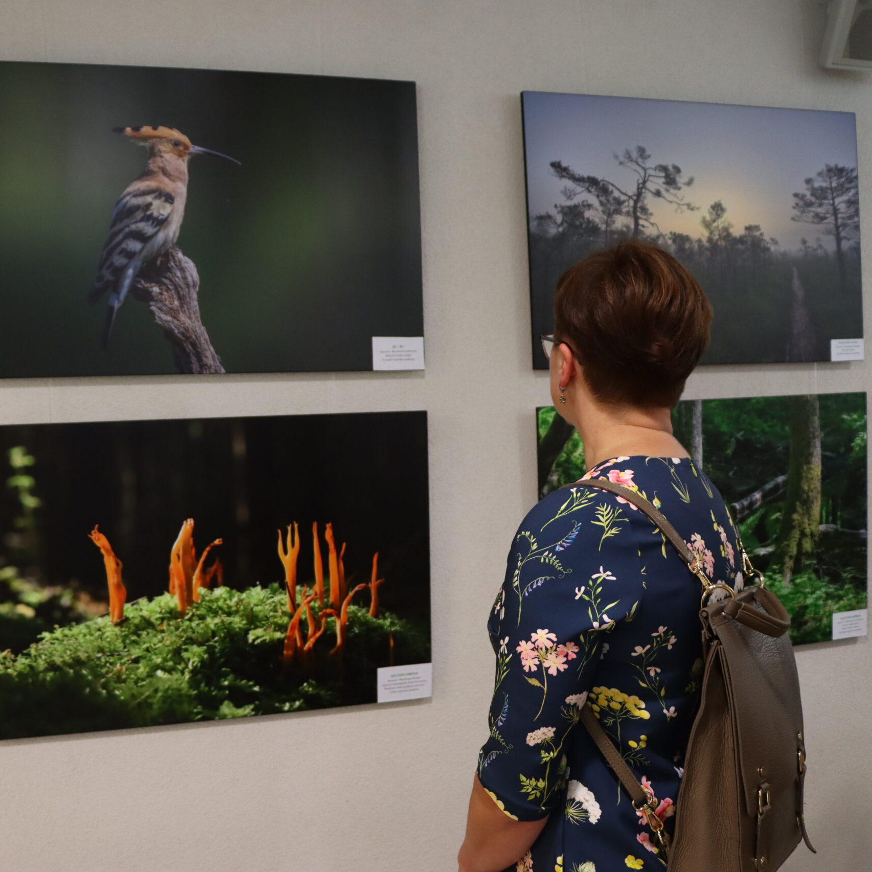 Per miškininko objektyvą: virtuali ir keliaujanti paroda „Gamtos vertybės miškininko akimis“