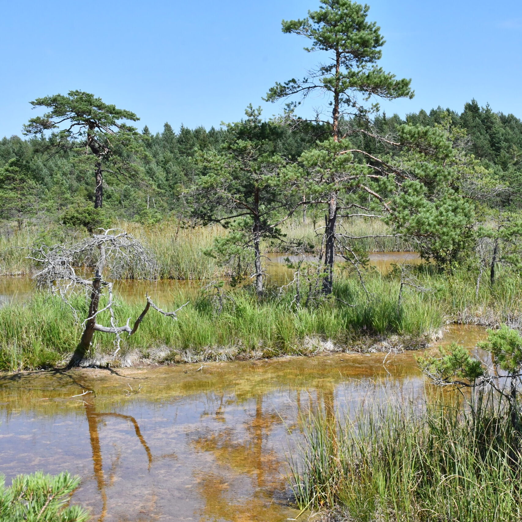 VMU koordinuojamas artimos gamtai miškininkystės projektas LIFE ForestHabitatLT pristatytas Briuselyje