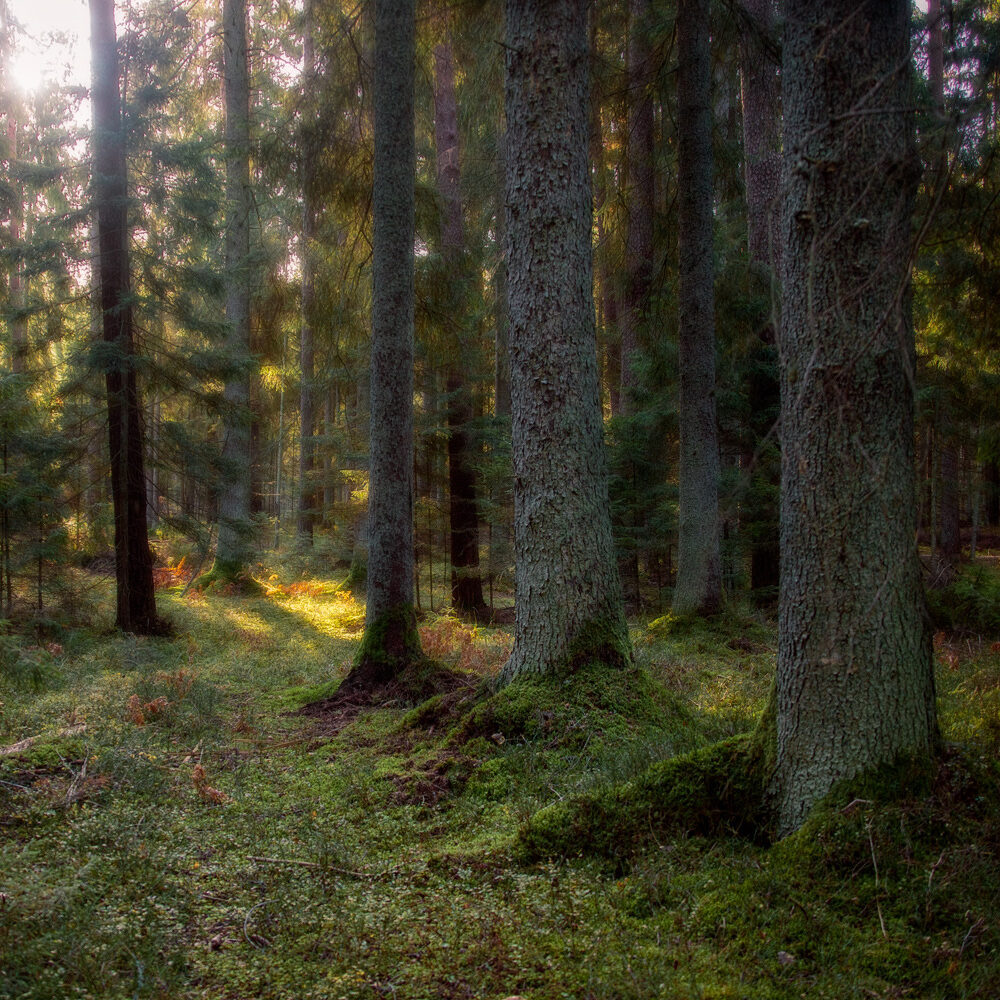 Rengiami nauji gamtotvarkos planai