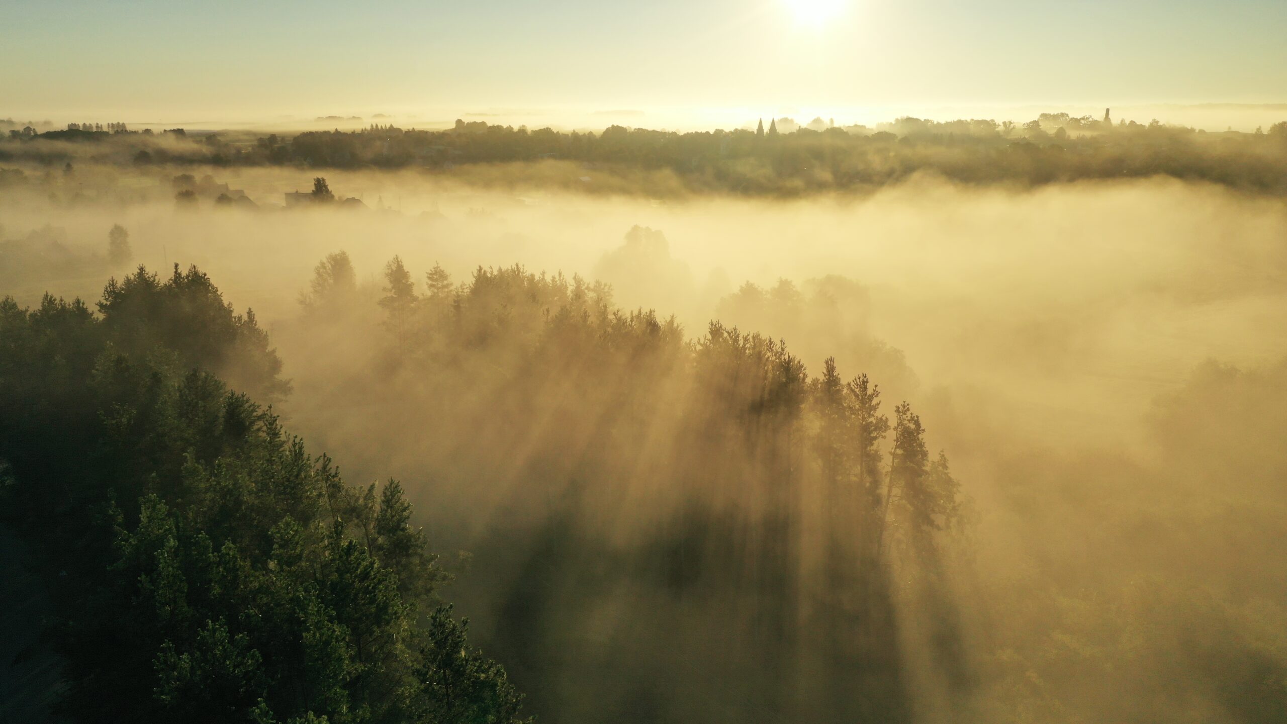 INFORMACINIS PRANEŠIMAS APIE RENGIAMĄ ŠVENČIONĖLIŲ REGIONINIO PADALINIO VIDINĖS MIŠKOTVARKOS PROJEKTO KEITIMĄ 