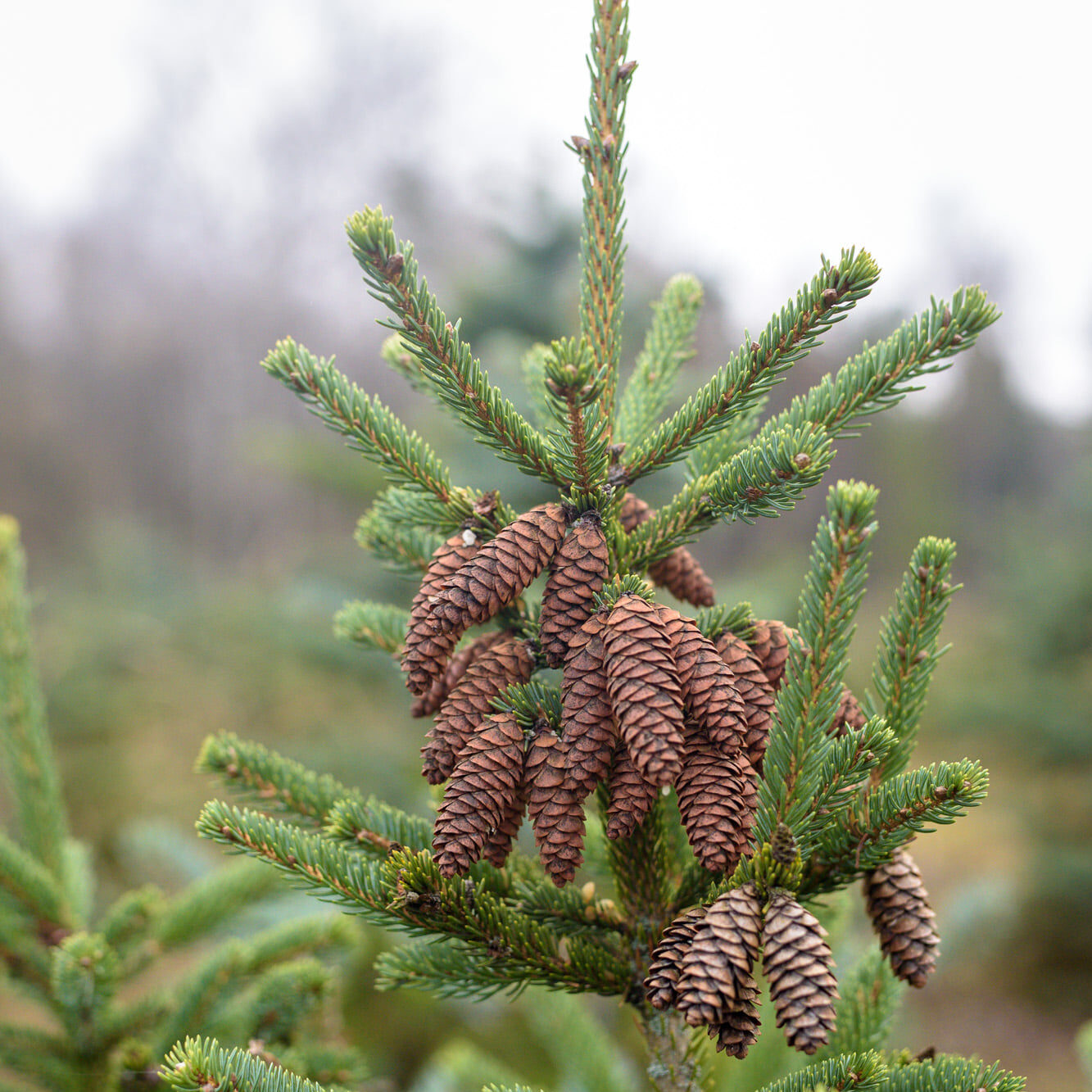 VMU miškininkai ruošiasi gražiausioms metų šventėms – pradedama prekyba kalėdiniais medeliais
