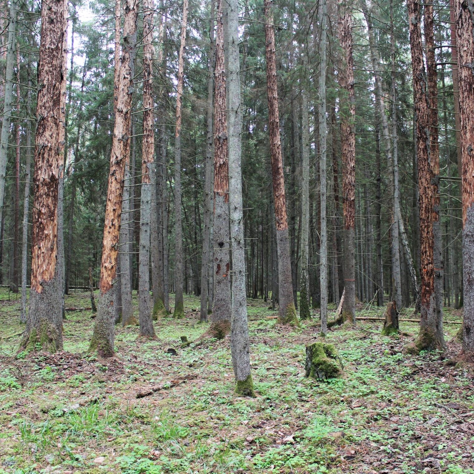 Aplinkos ministerija atšaukia stichinę nelaimę dėl žievėgraužio tipografo, bet intensyviai ruošiasi pavasariui