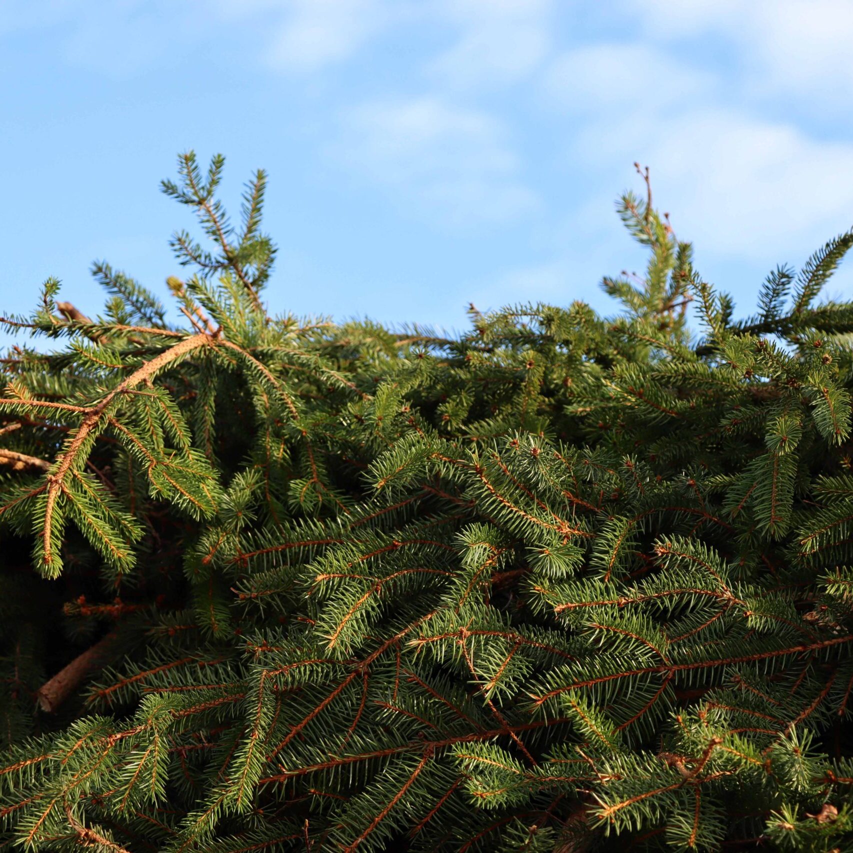 Miškininkai pataria: kaip po švenčių elgtis su kalėdiniu medeliu?