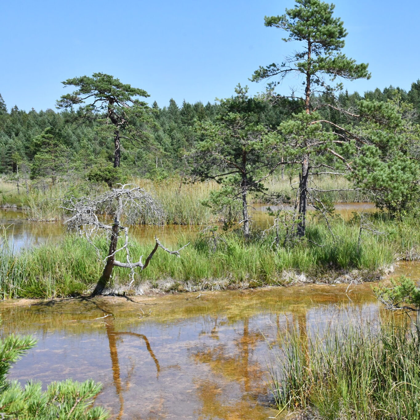 VMU koordinuojamas artimos gamtai miškininkystės projektas LIFE ForestHabitatLT pristatytas Briuselyje