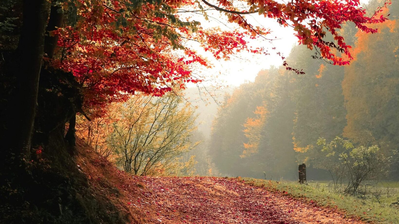 Informacinis pranešimas apie rengiamą Kretingos regioninio padalinio vidinės miškotvarkos projekto keitimą