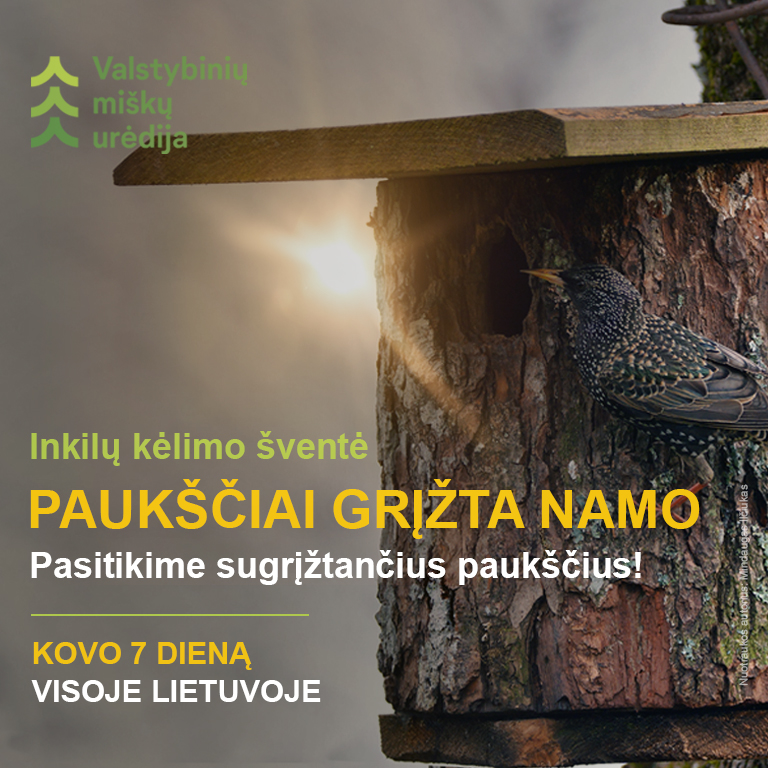 „Paukščiai grįžta namo“ – miškininkai kviečia visoje Lietuvoje iškelti daugiau nei 8 tūkstančius inkilų