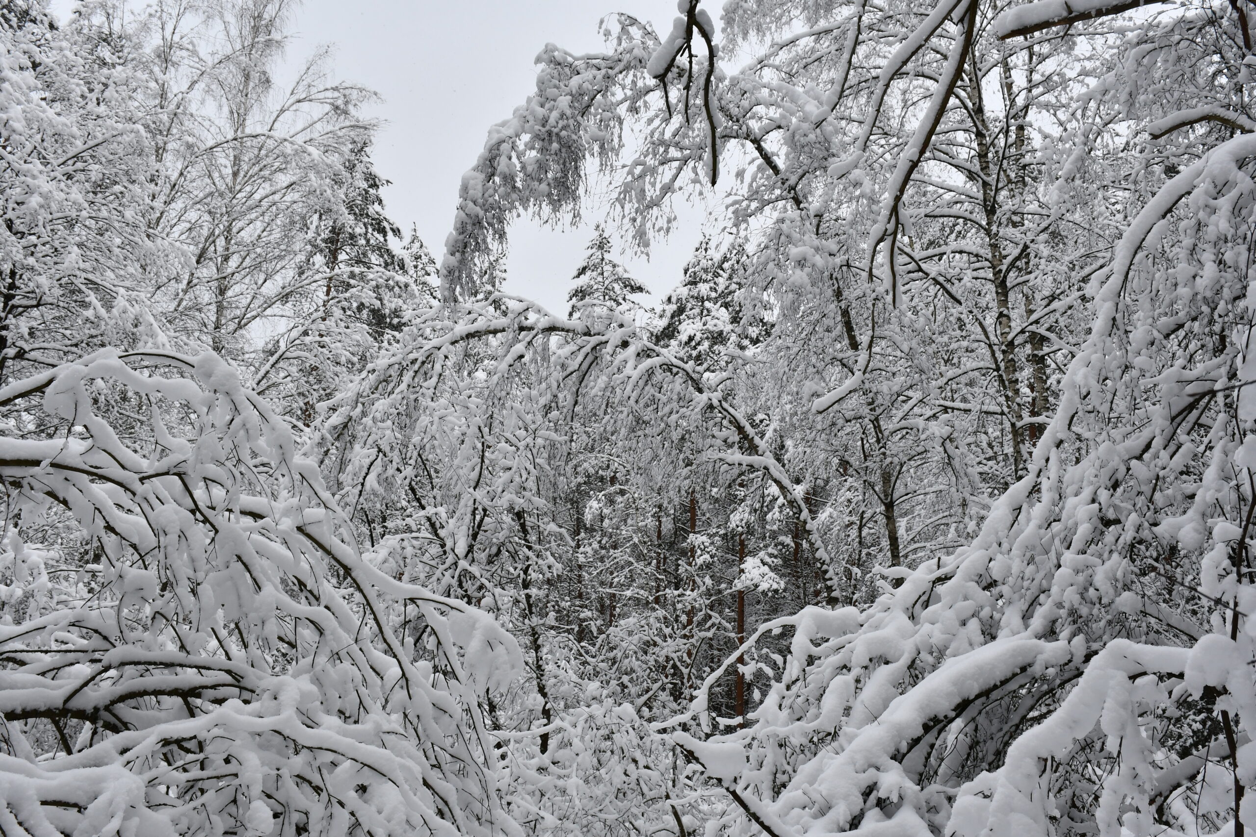 INFORMACINIS PRANEŠIMAS APIE RENGIAMĄ ANYKŠČIŲ REGIONINIO PADALINIO VIDINĖS MIŠKOTVARKOS PROJEKTO KEITIMĄ