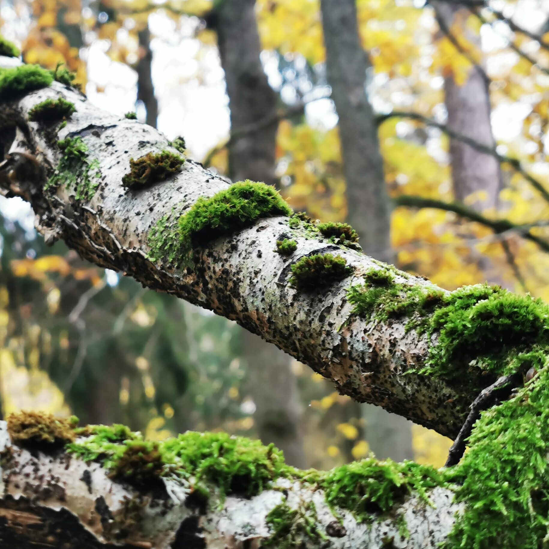 Kodėl buveinėms reikia miškininkų įsikišimo? 