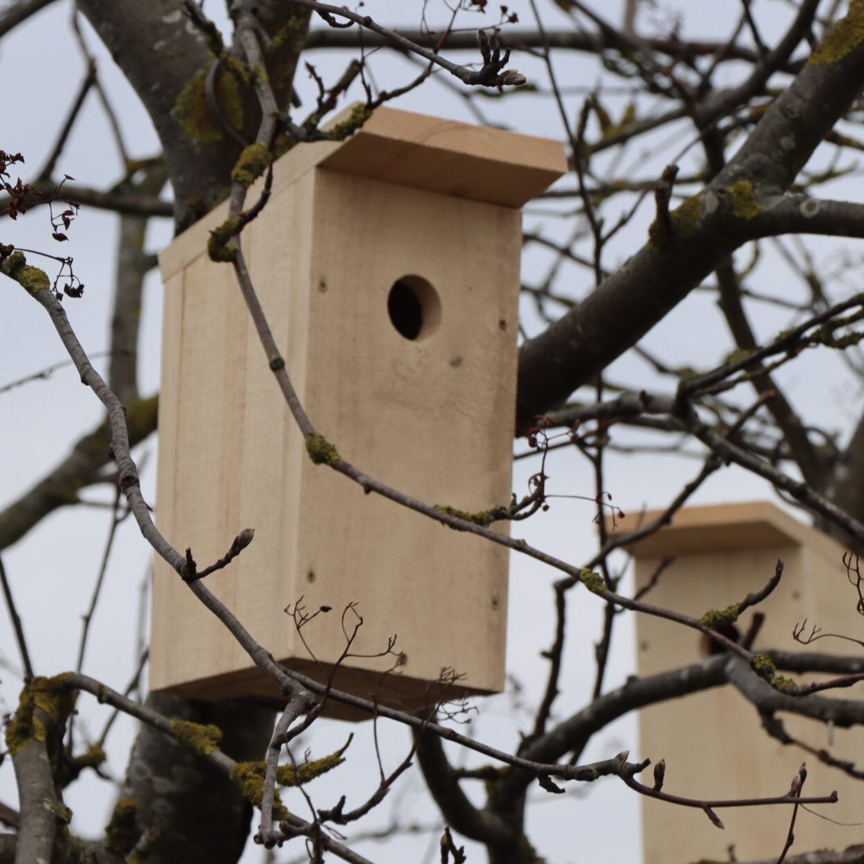Miškininkai pataria: kaip tinkamai paruošti namus grįžtantiems sparnuočiams?
