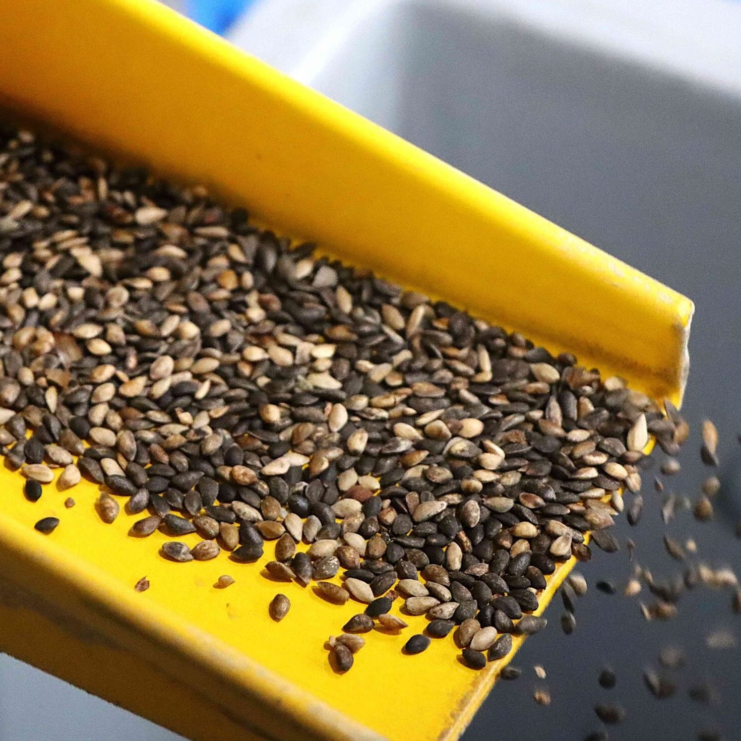 Viena moderniausių Europoje ir vienintelė Lietuvoje kankorėžių aižykla: kaip miškininkai aižo kankorėžius?