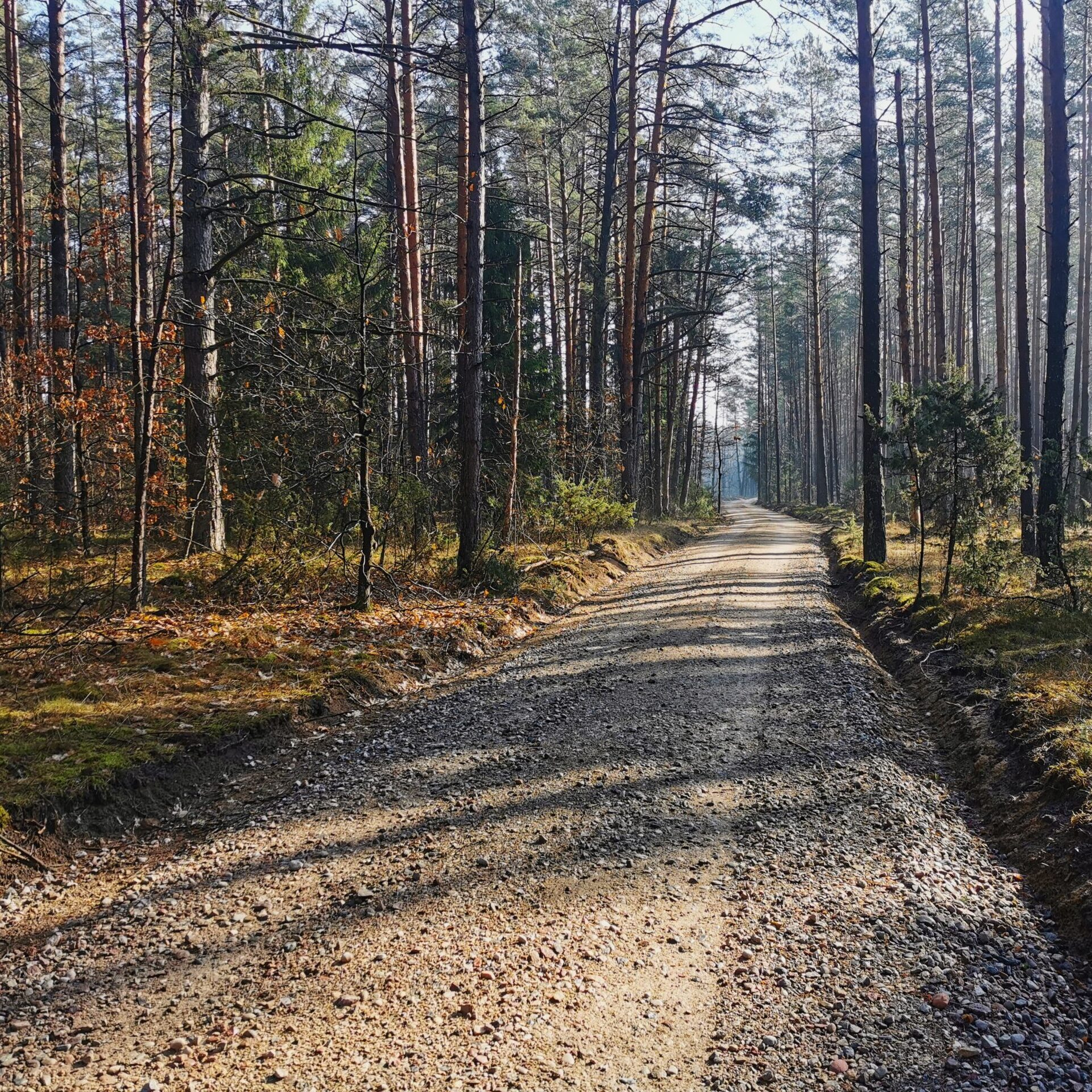 VMU investuoja į miško infrastruktūros priežiūrą bei saugojimą: miškininkai veikloje naudos laikinąsias kelio plokštes